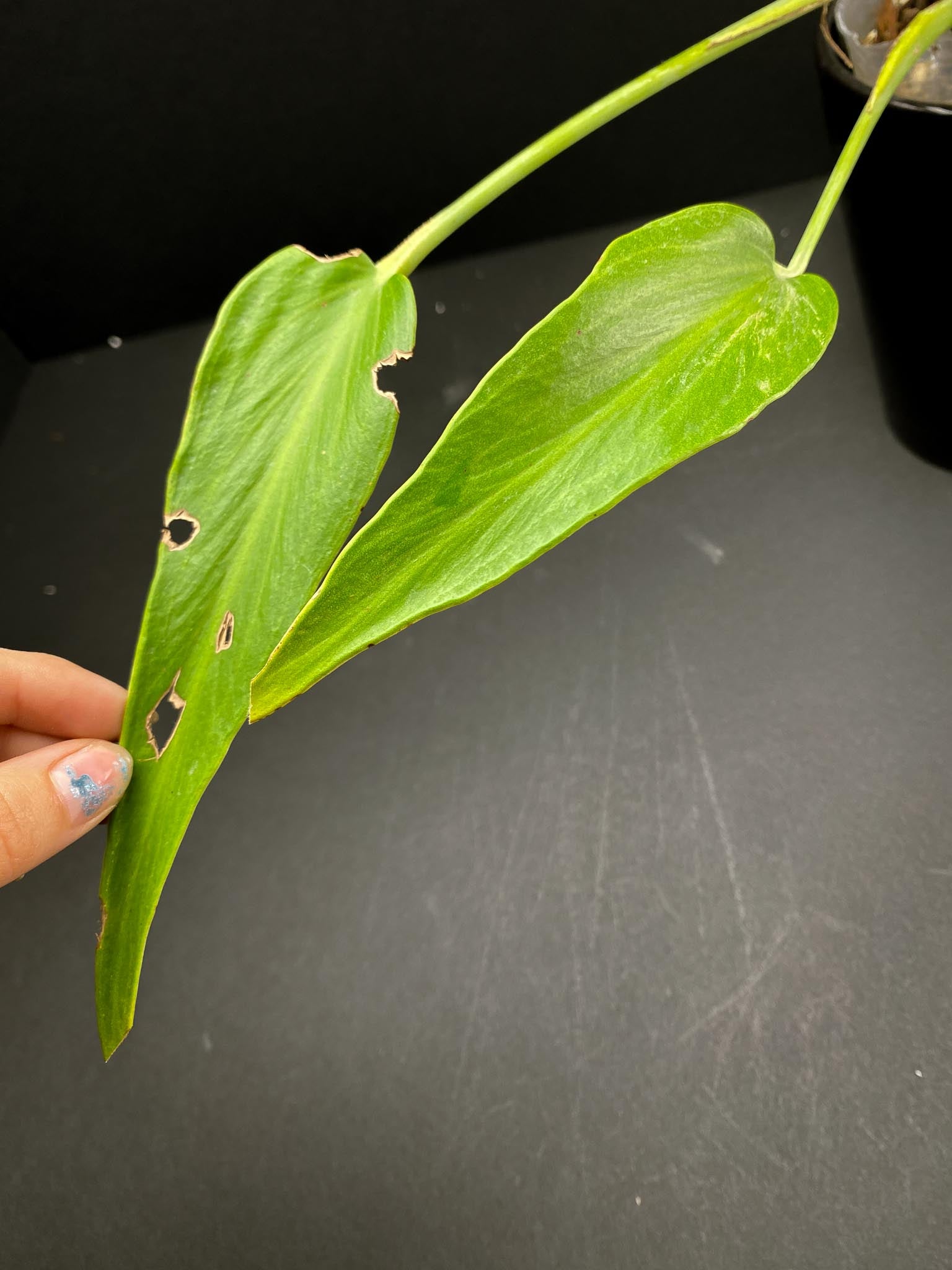 Monstera Burle marx Flame 2 Leaves 4 Nodes 2 Sprouts Rooted