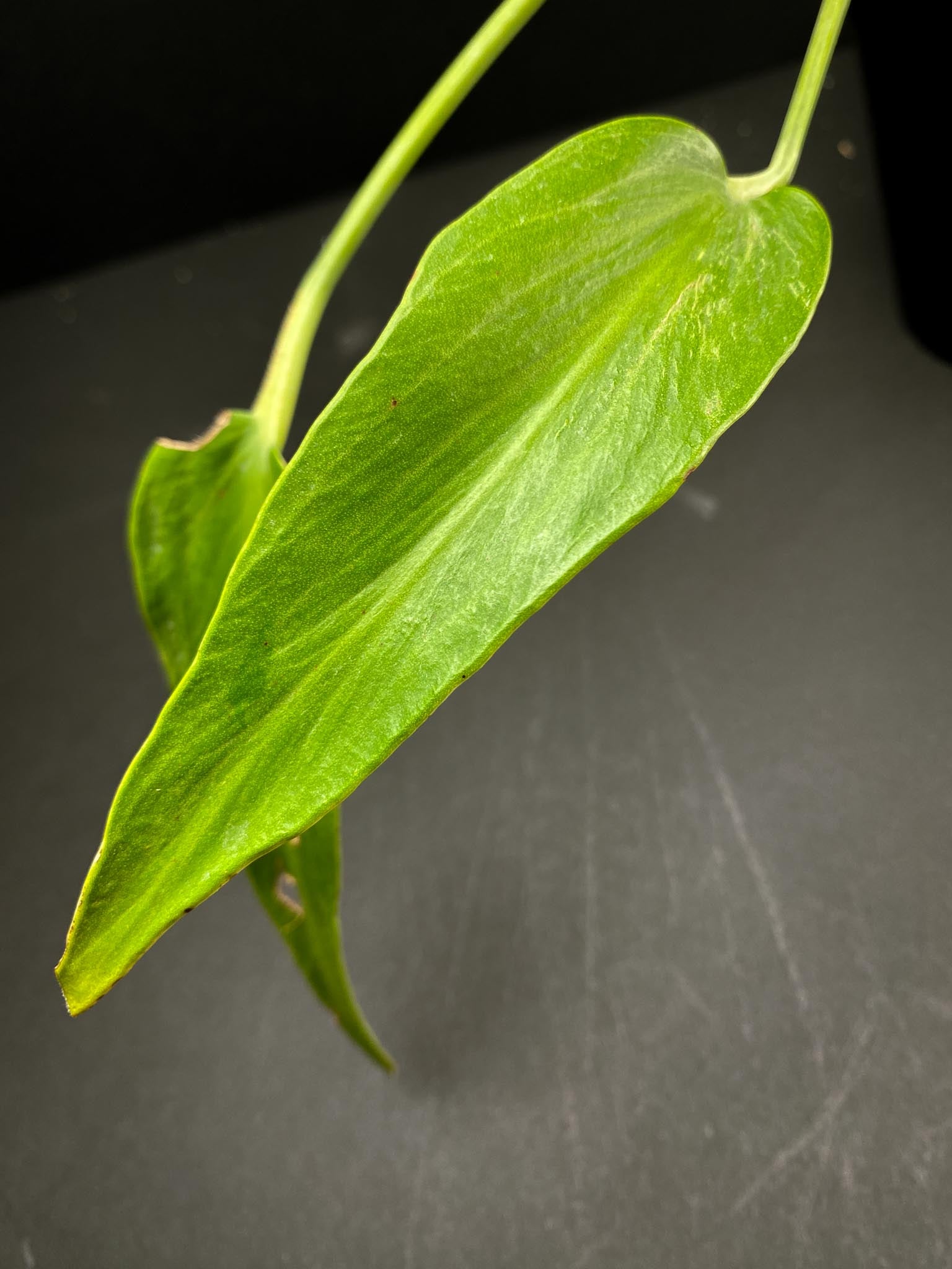 Monstera Burle marx Flame 2 Leaves 4 Nodes 2 Sprouts Rooted