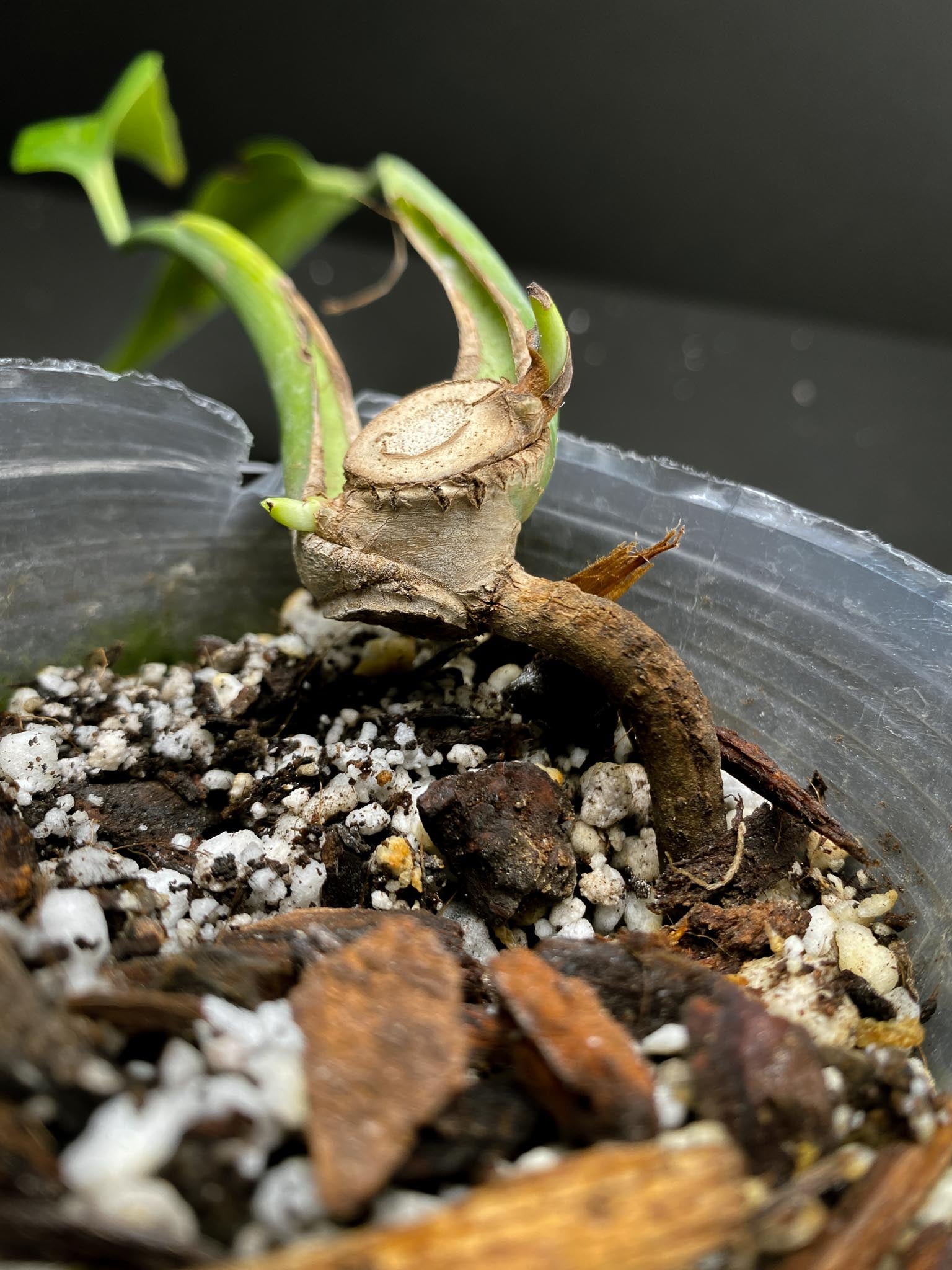 Monstera Burle marx Flame 2 Leaves 4 Nodes 2 Sprouts Rooted