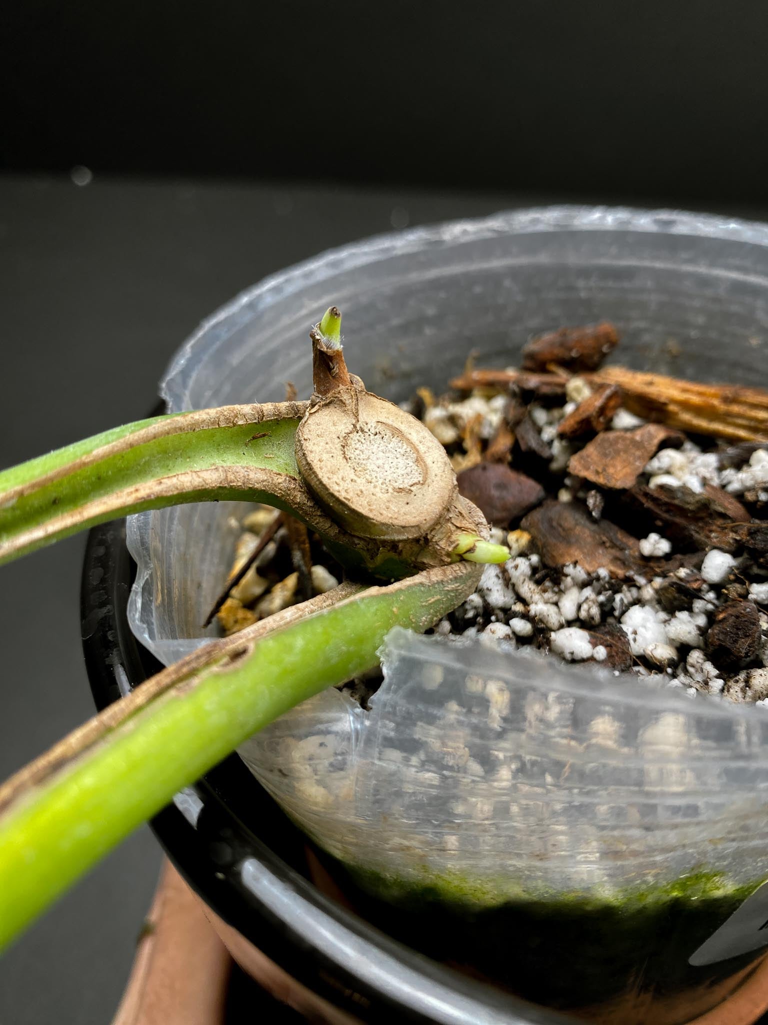 Monstera Burle marx Flame 2 Leaves 4 Nodes 2 Sprouts Rooted