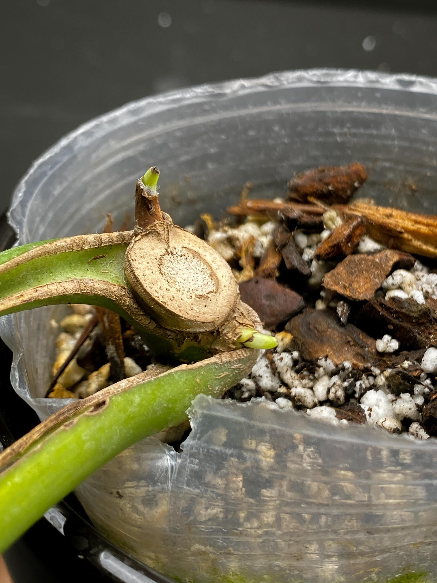 Monstera Burle marx Flame 2 Leaves 4 Nodes 2 Sprouts Rooted