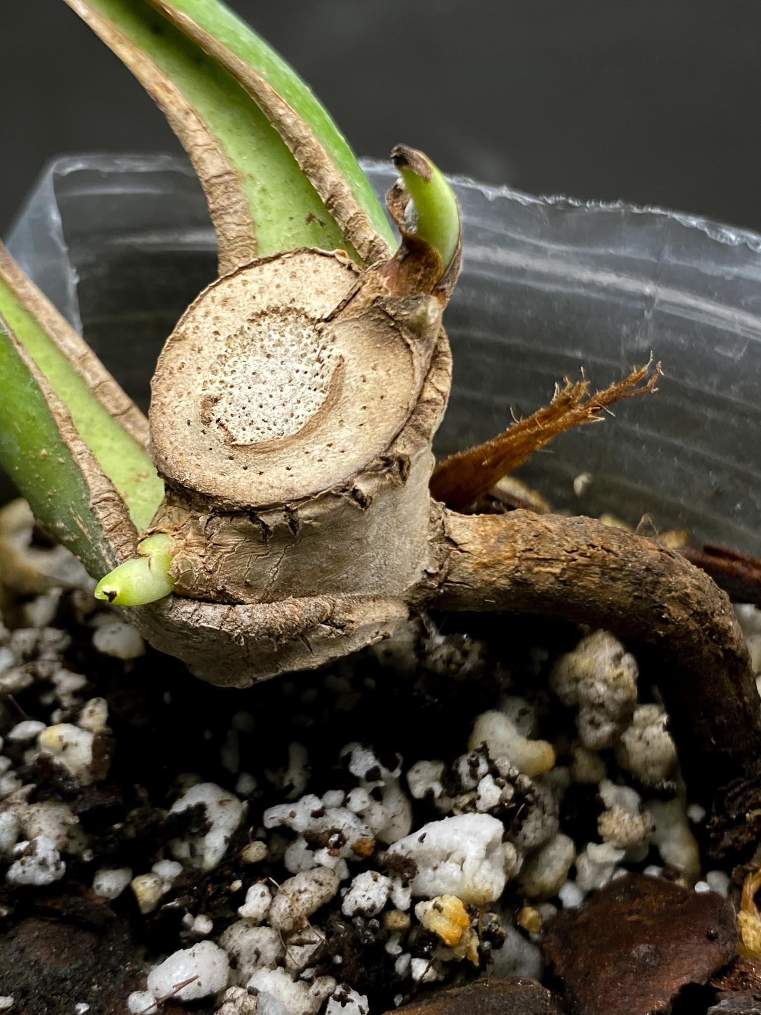 Monstera Burle marx Flame 2 Leaves 4 Nodes 2 Sprouts Rooted