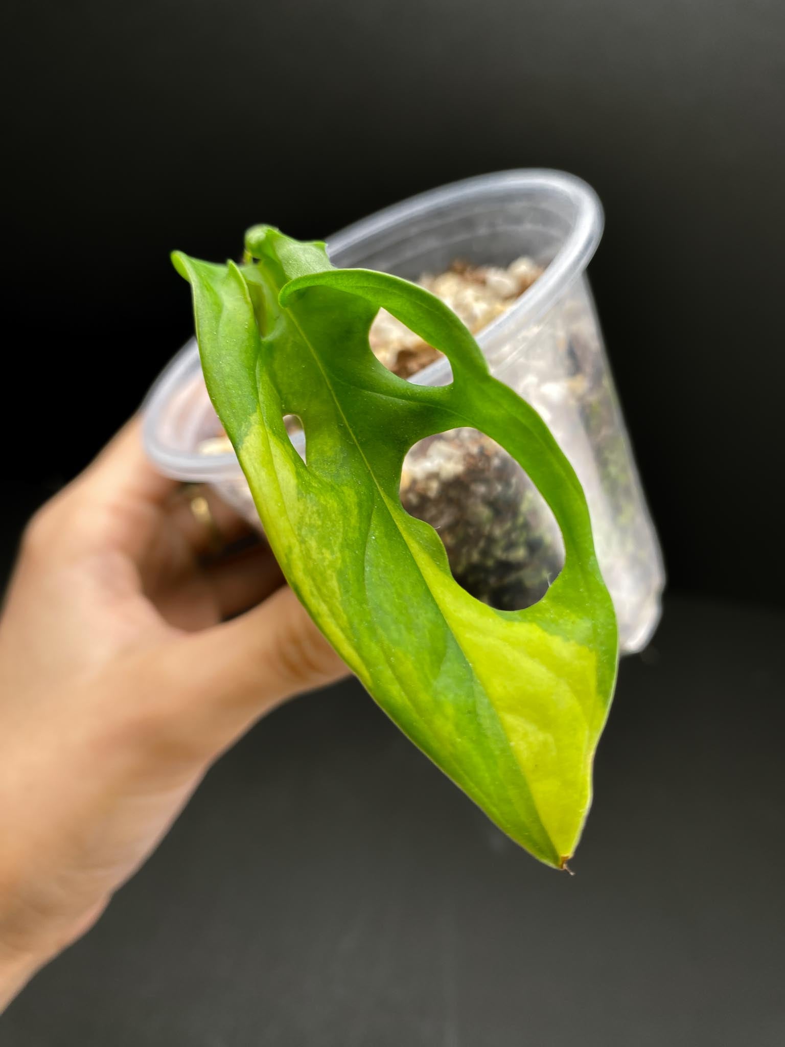 Monstera Adansonii Aurea 1 Leaf Multiple Nodes 1 Sprout Rooted