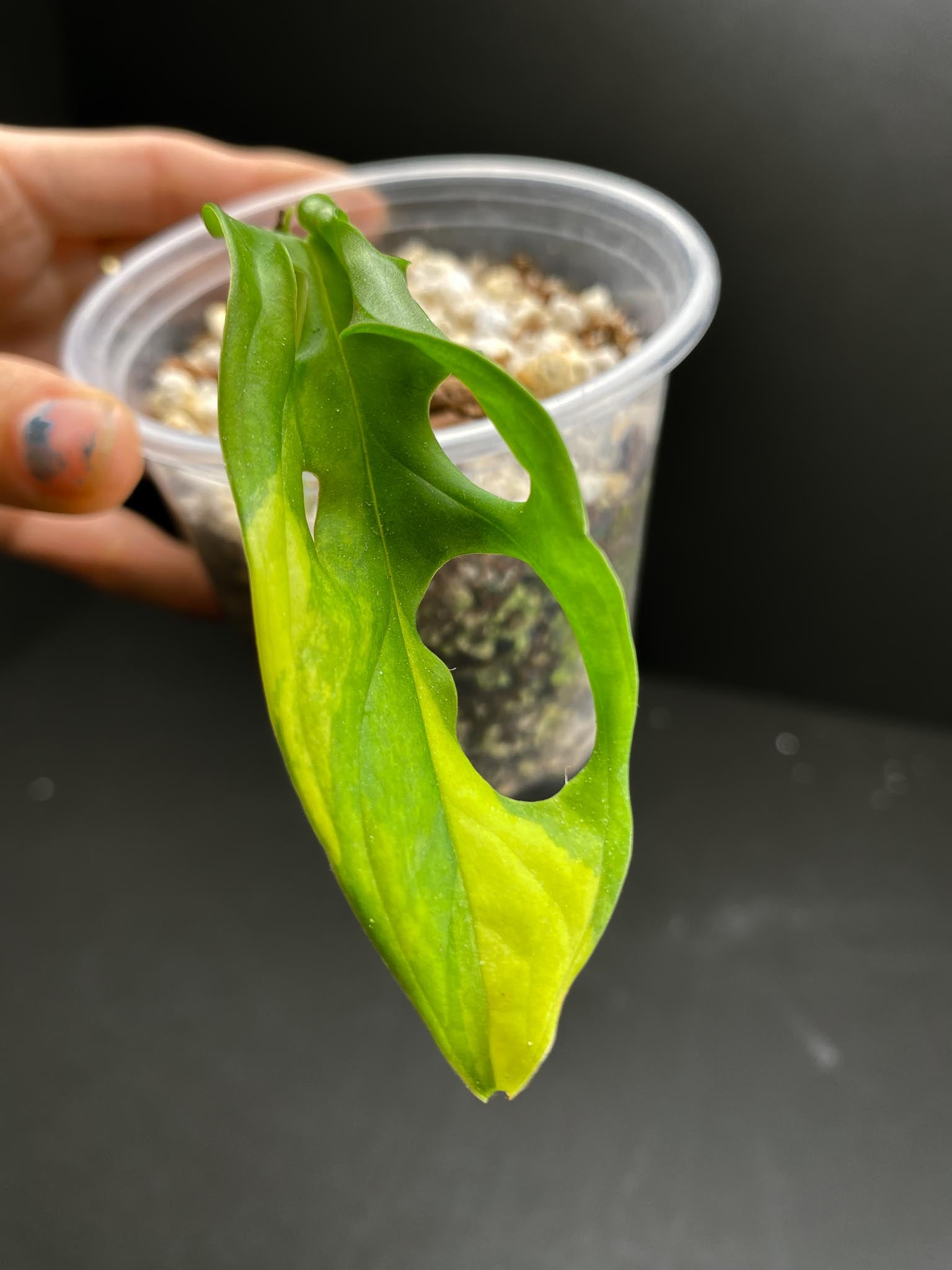 Monstera Adansonii Aurea 1 Leaf Multiple Nodes 1 Sprout Rooted
