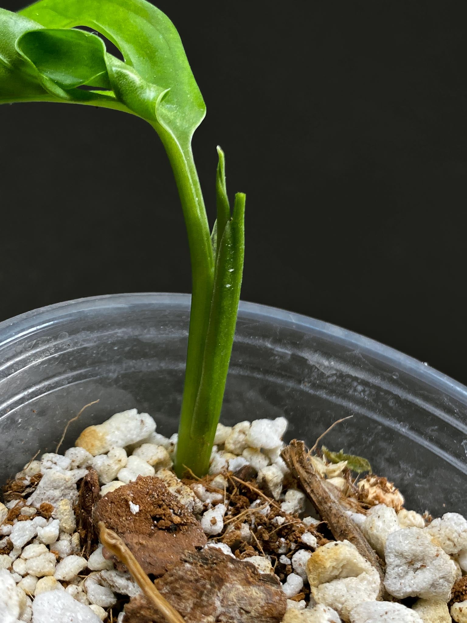 Monstera Adansonii Aurea 1 Leaf Multiple Nodes 1 Sprout Rooted