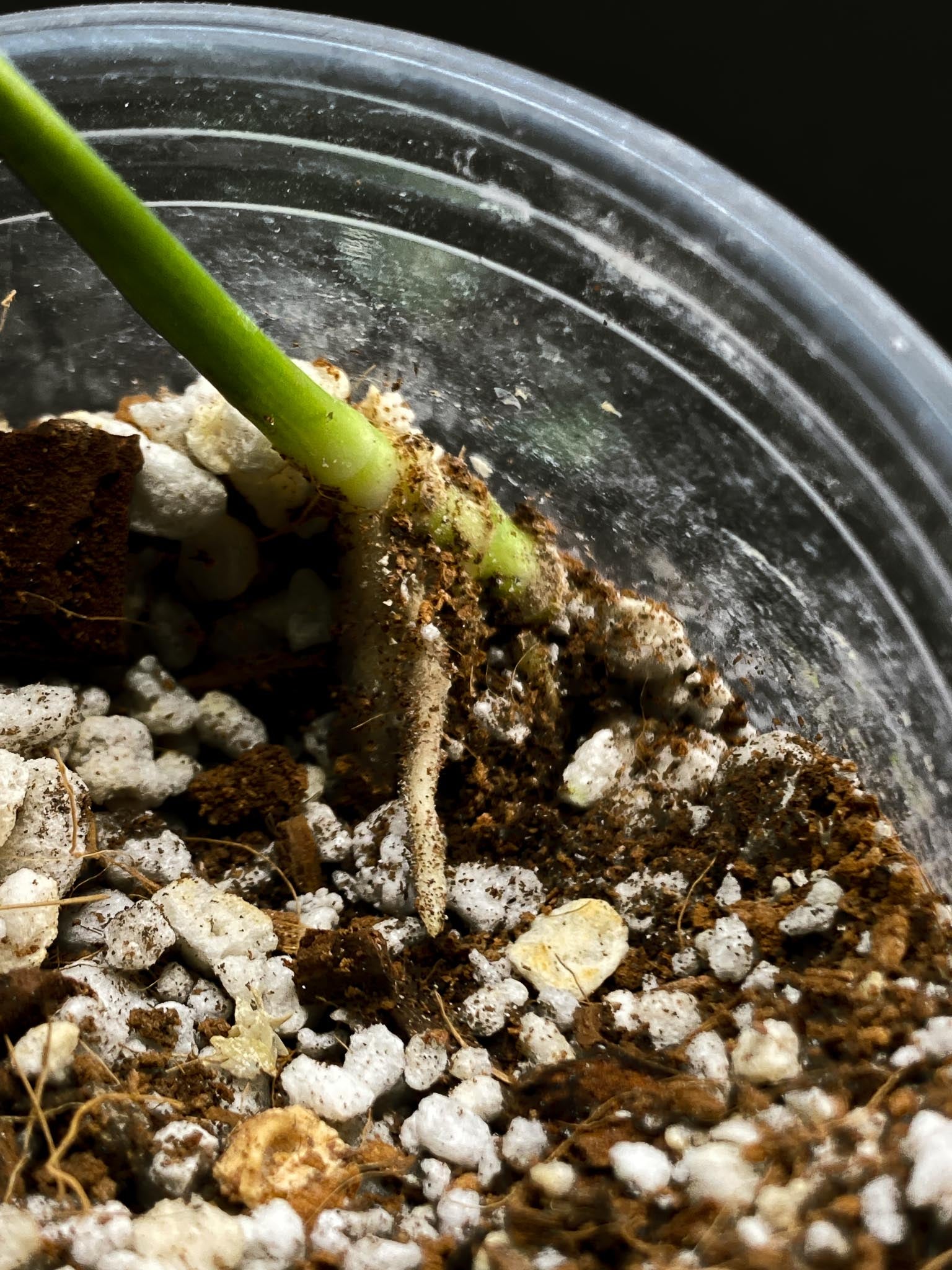Monstera Adansonii Aurea 1 Leaf Multiple Nodes 1 Sprout Rooted