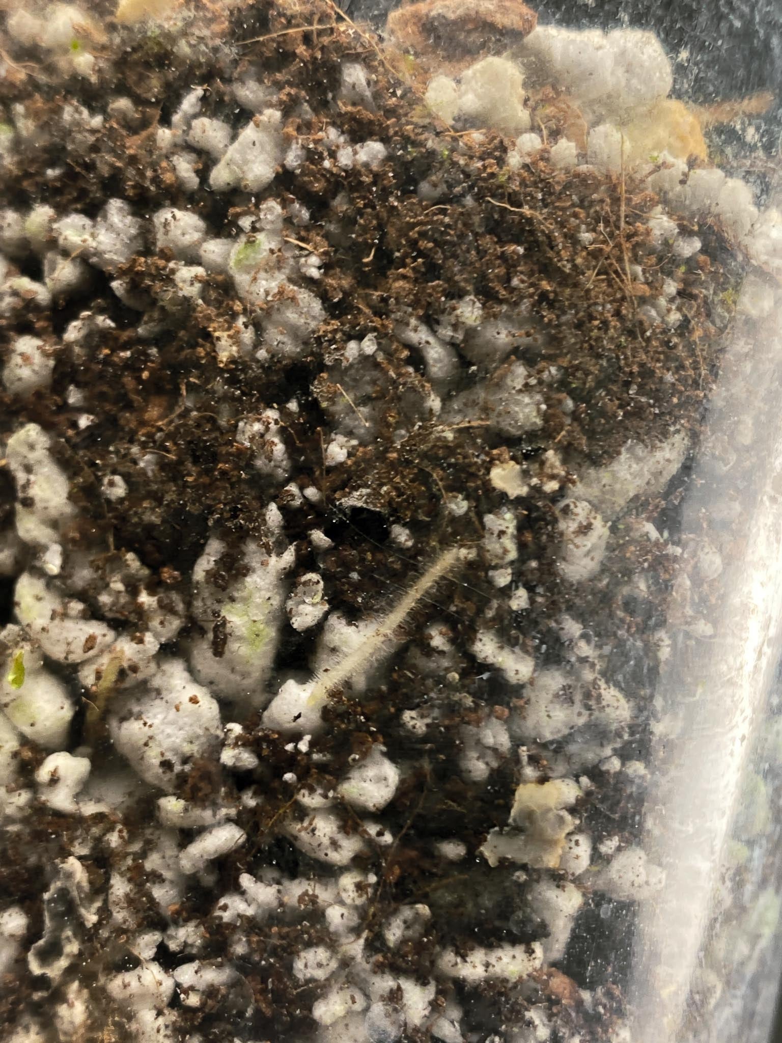 Monstera Adansonii Aurea 1 Leaf Multiple Nodes 1 Sprout Rooted