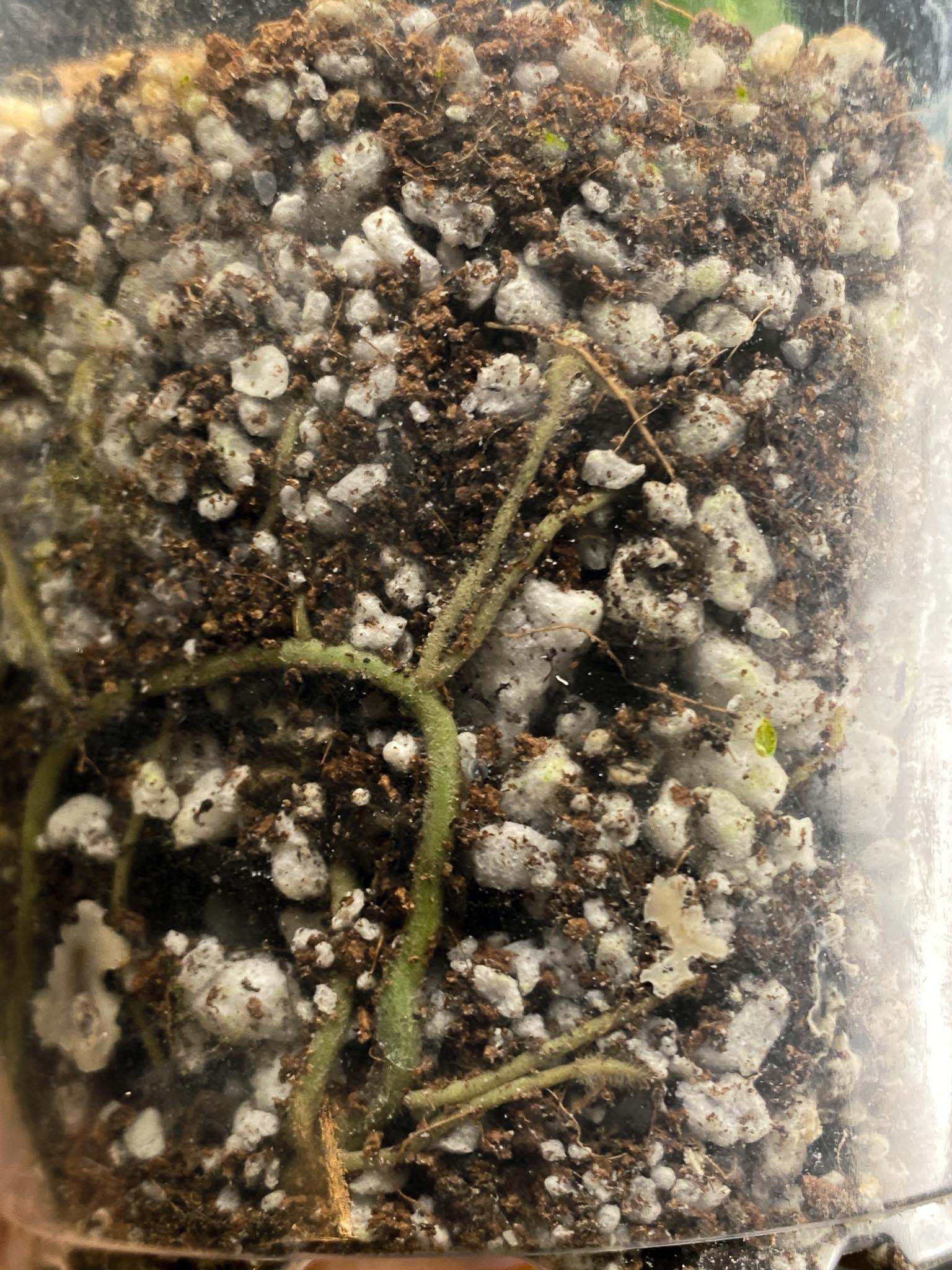 Monstera Adansonii Aurea 1 Leaf Multiple Nodes 1 Sprout Rooted