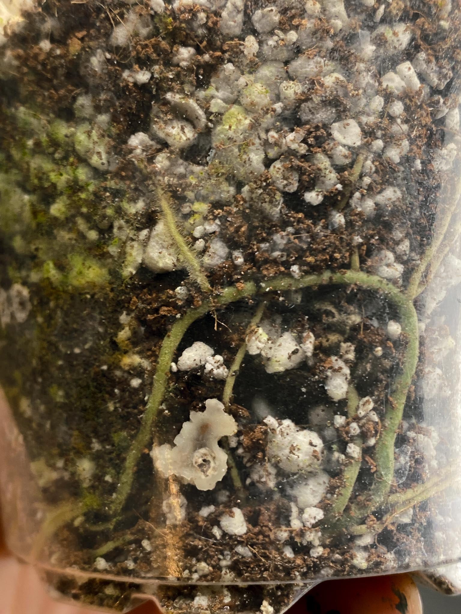Monstera Adansonii Aurea 1 Leaf Multiple Nodes 1 Sprout Rooted