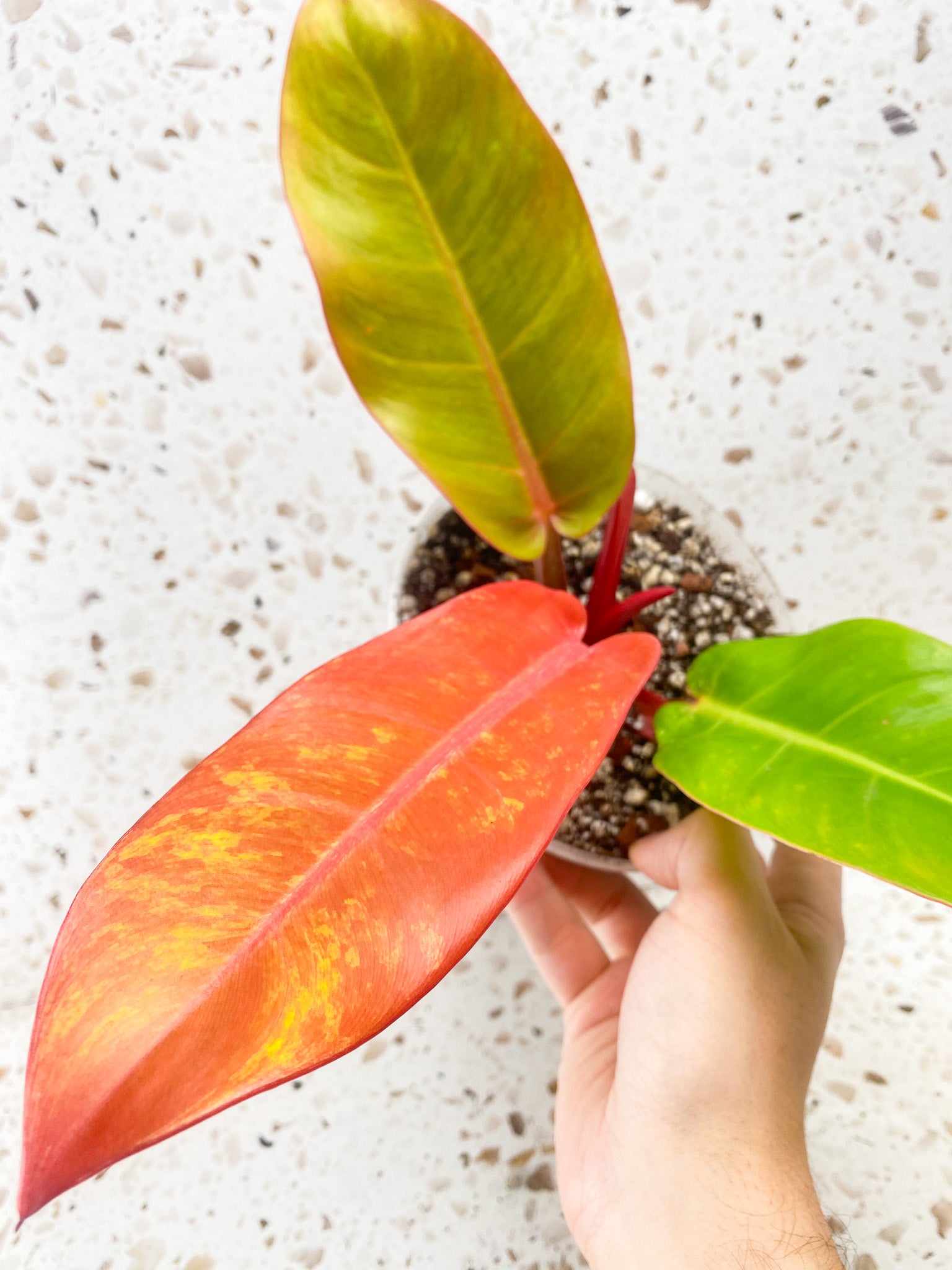 Philodendron Prince of Orange Variegated 3 leaf top cutting