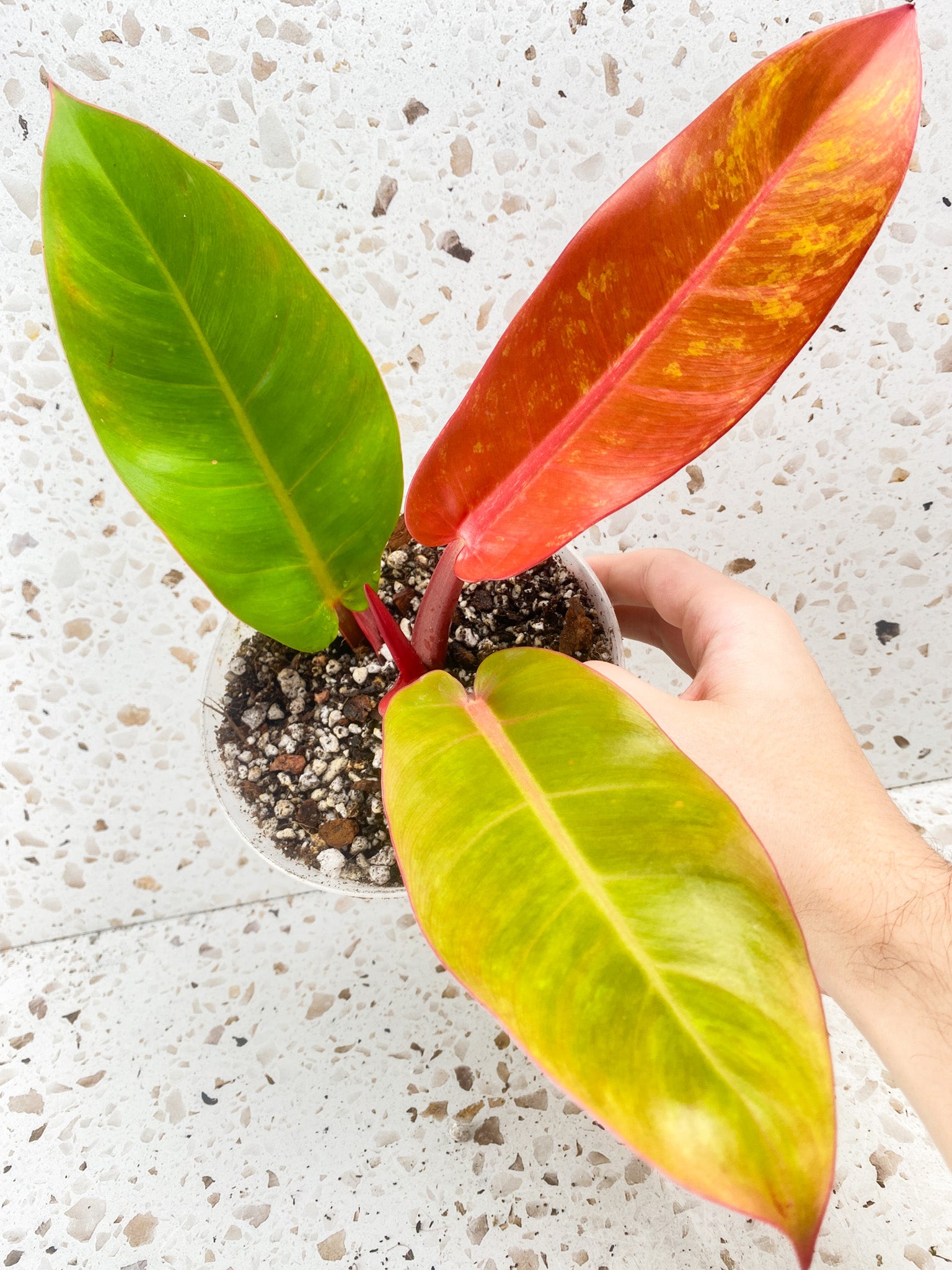 Philodendron Prince of Orange Variegated 3 leaf top cutting