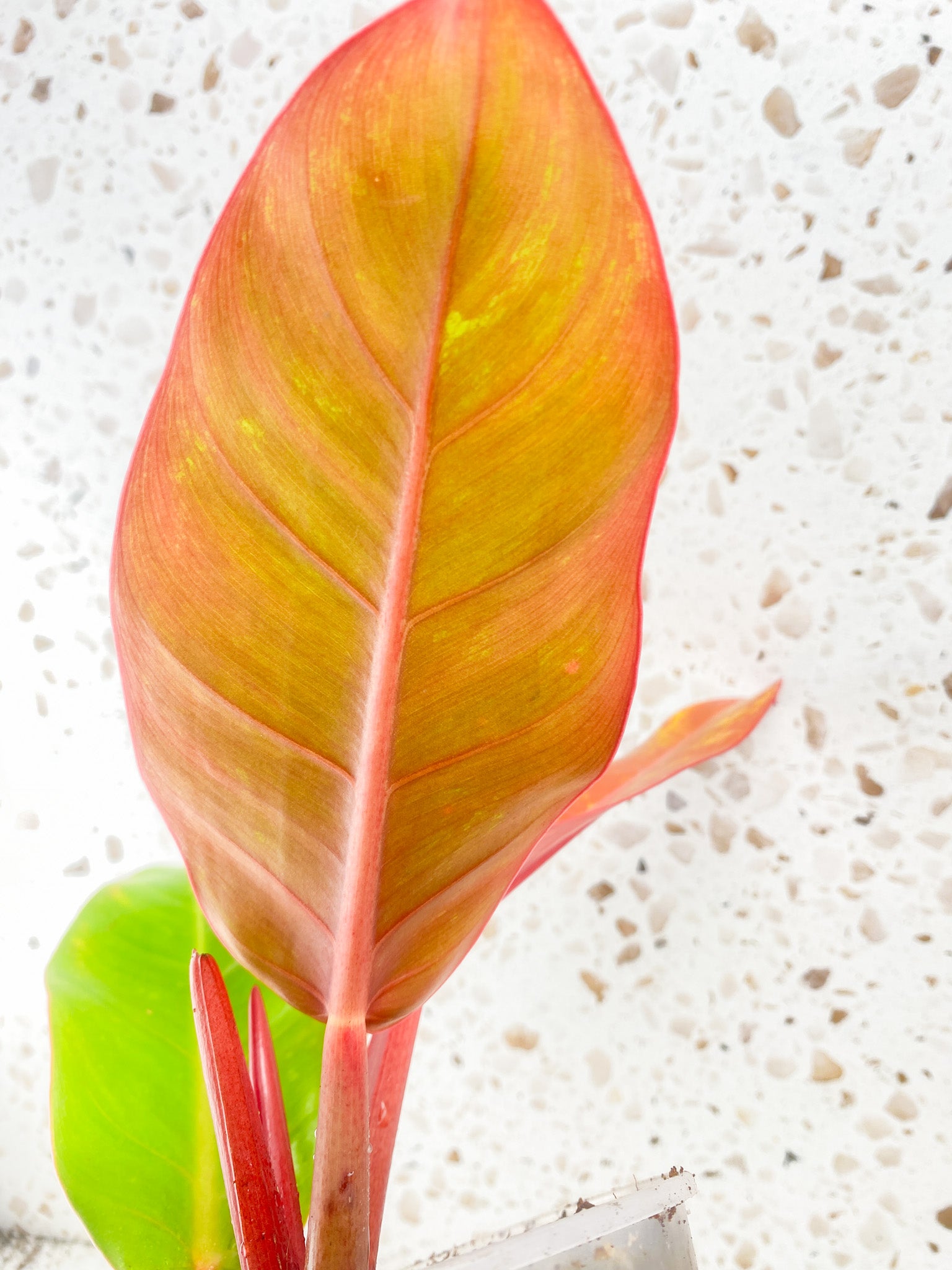 Philodendron Prince of Orange Variegated 3 leaf top cutting