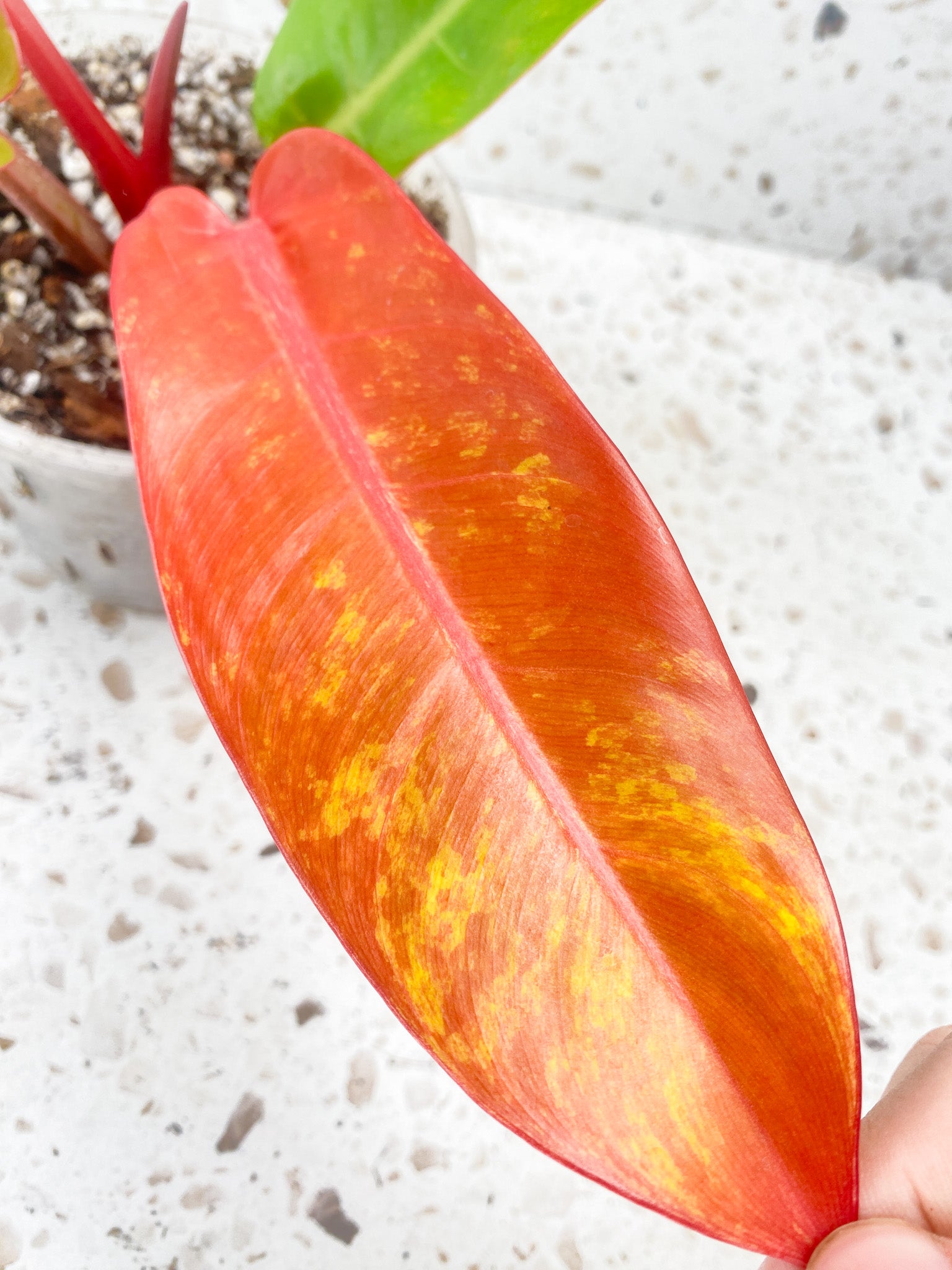 Philodendron Prince of Orange Variegated 3 leaf top cutting