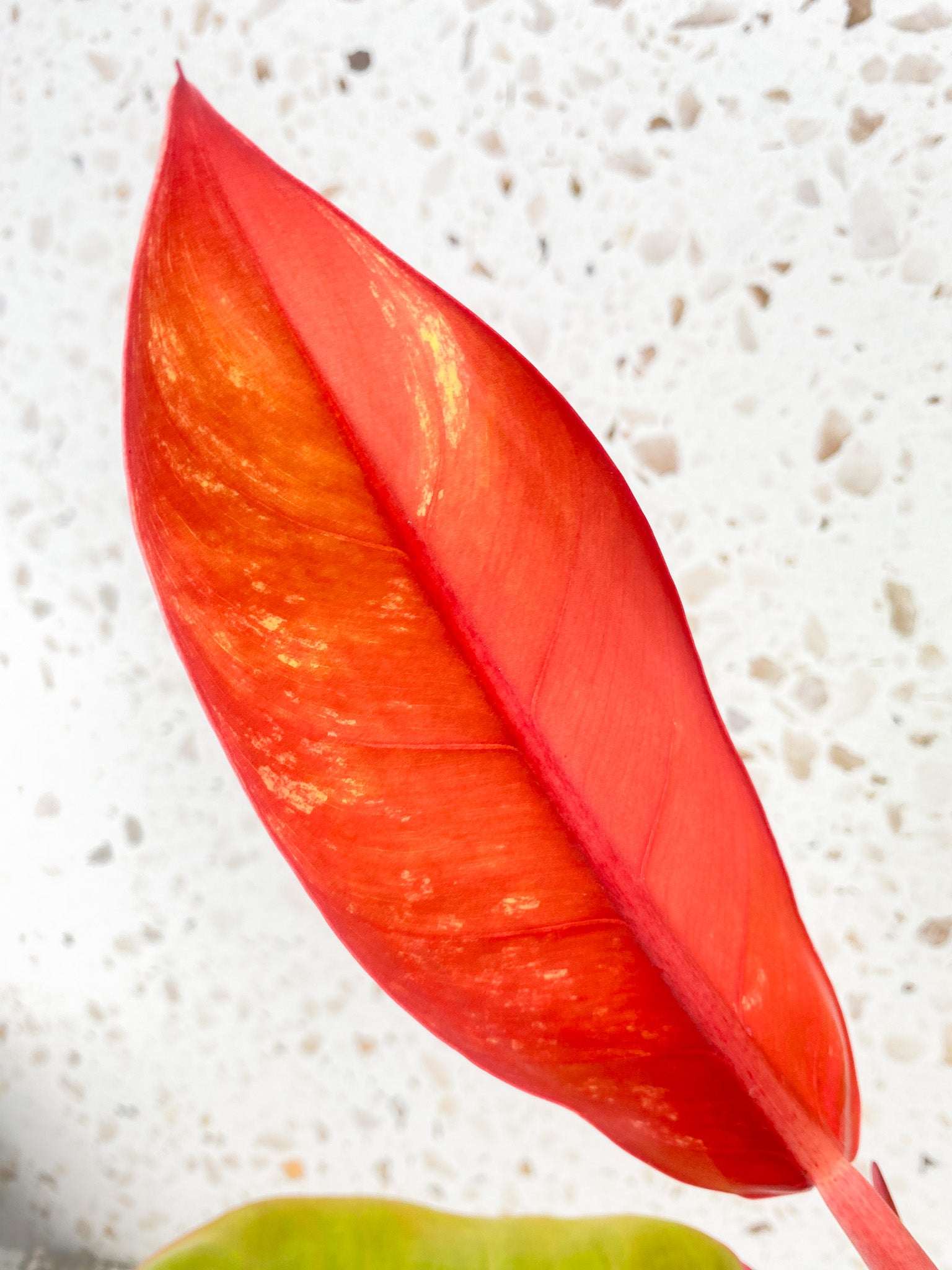 Philodendron Prince of Orange Variegated 3 leaf top cutting