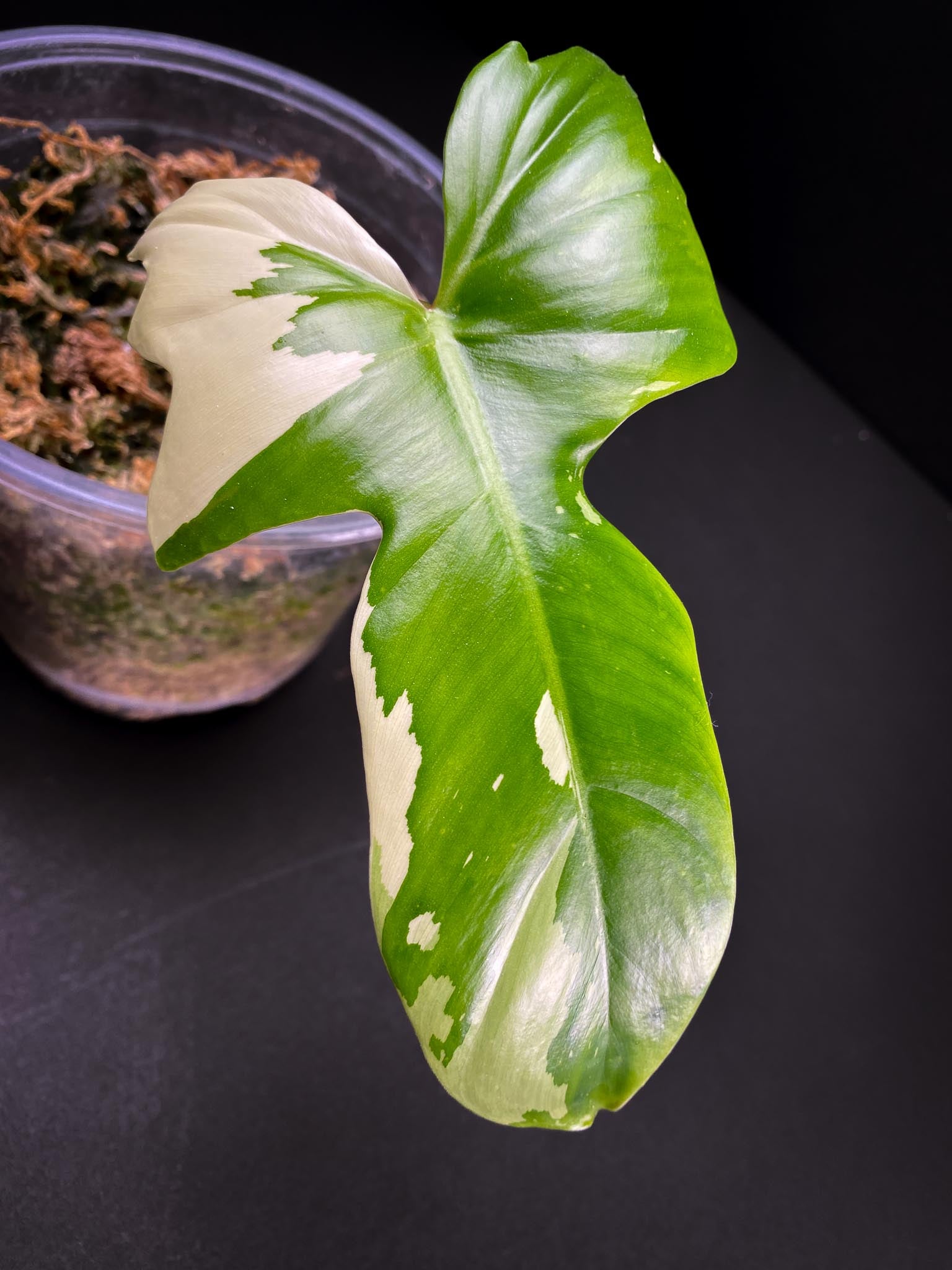 Philodendron Golden Dragon Variegated 1 Leaf 2 Nodes Sprout Rooted