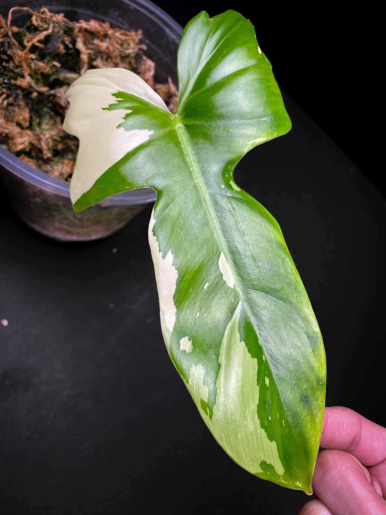 Philodendron Golden Dragon Variegated 1 Leaf 2 Nodes Sprout Rooted