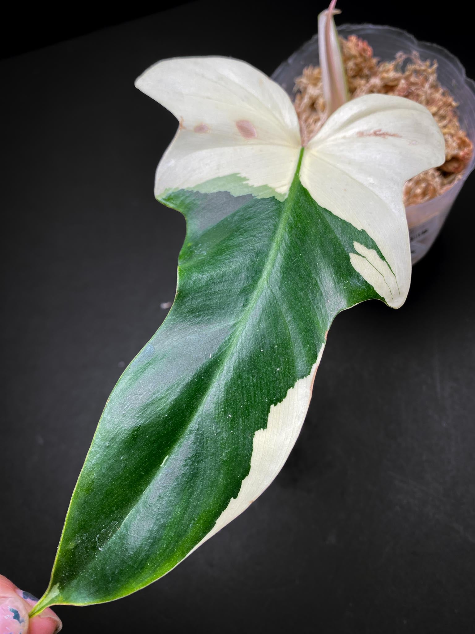 Philodendron Golden Dragon Variegated 1 Leave 2 Nodes 1 Sprout Top Cutting Rooted