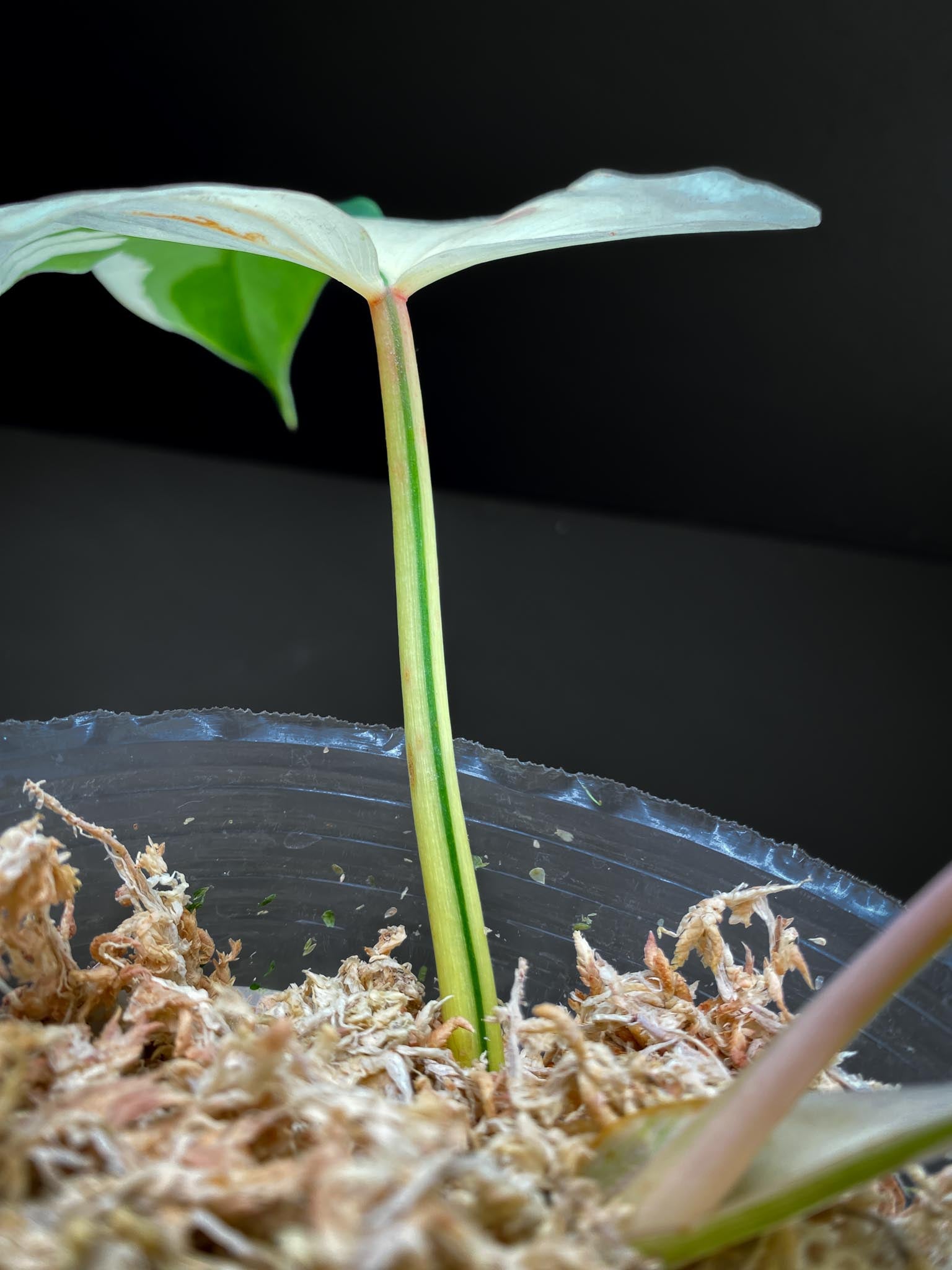 Philodendron Golden Dragon Variegated 1 Leave 2 Nodes 1 Sprout Top Cutting Rooted