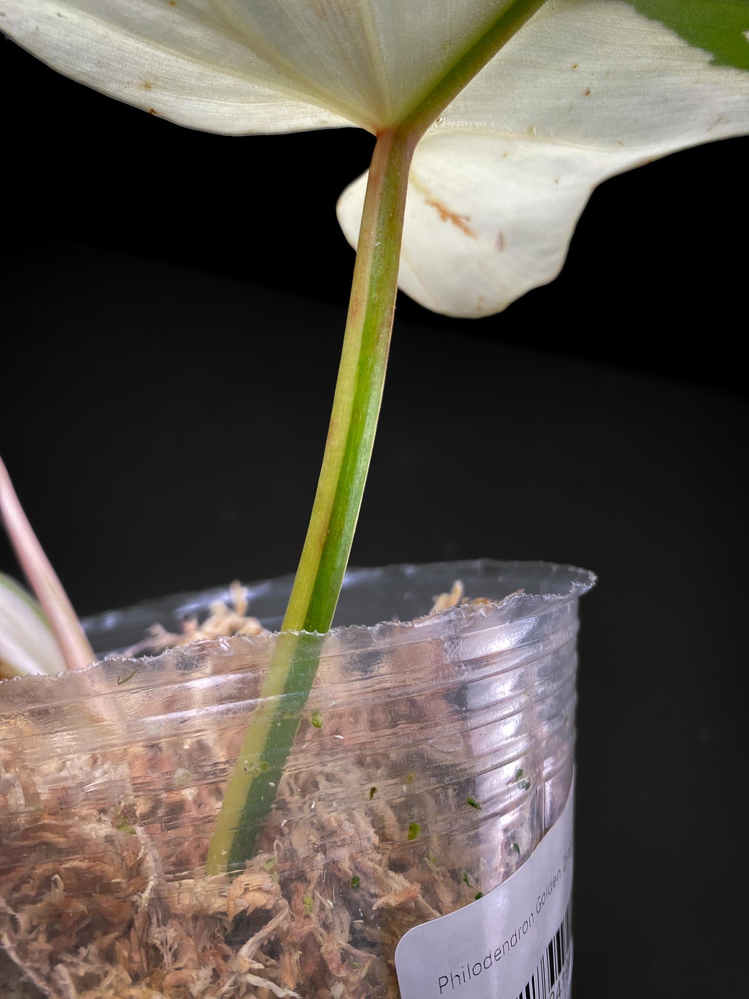 Philodendron Golden Dragon Variegated 1 Leave 2 Nodes 1 Sprout Top Cutting Rooted