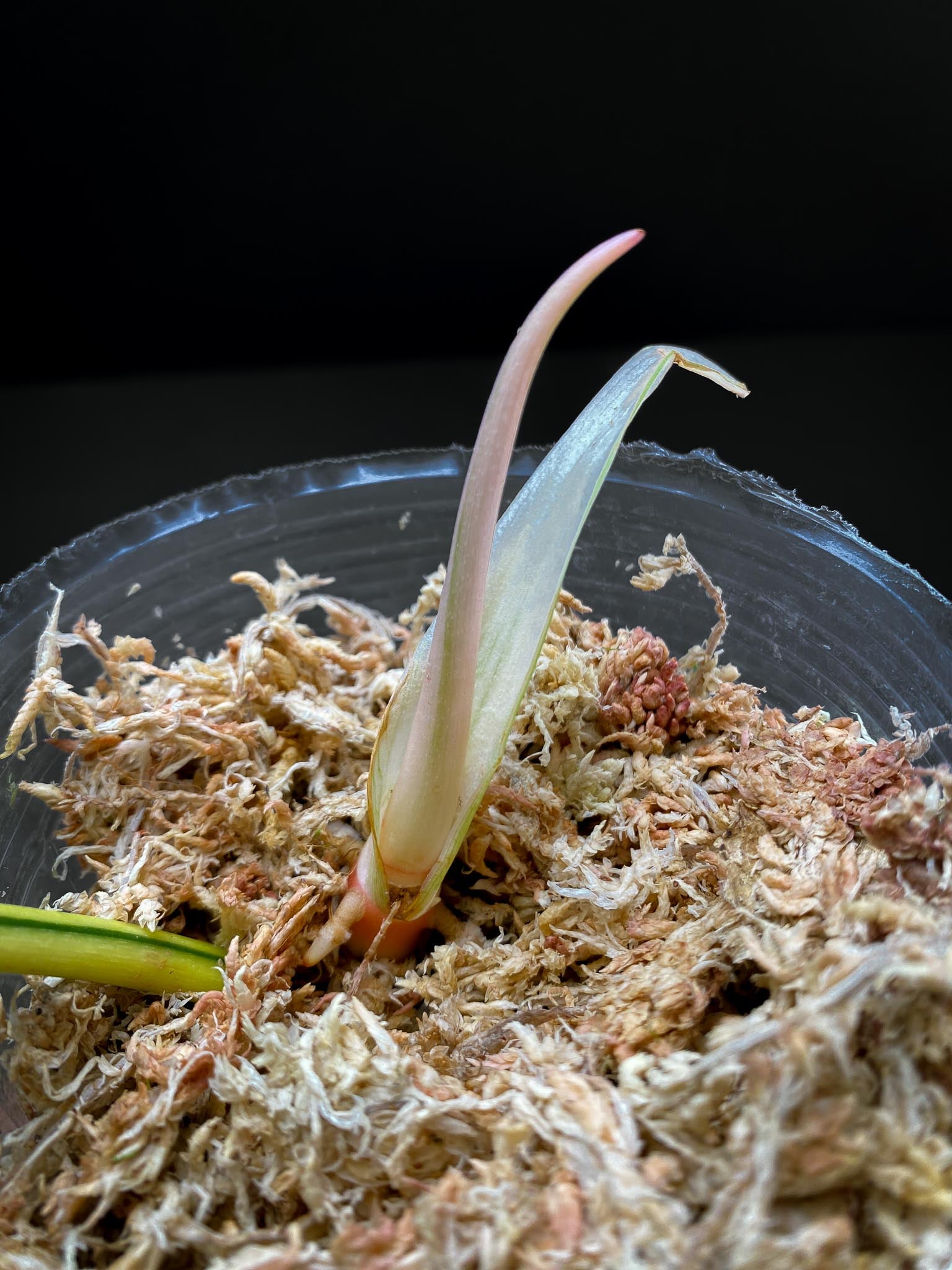 Philodendron Golden Dragon Variegated 1 Leave 2 Nodes 1 Sprout Top Cutting Rooted