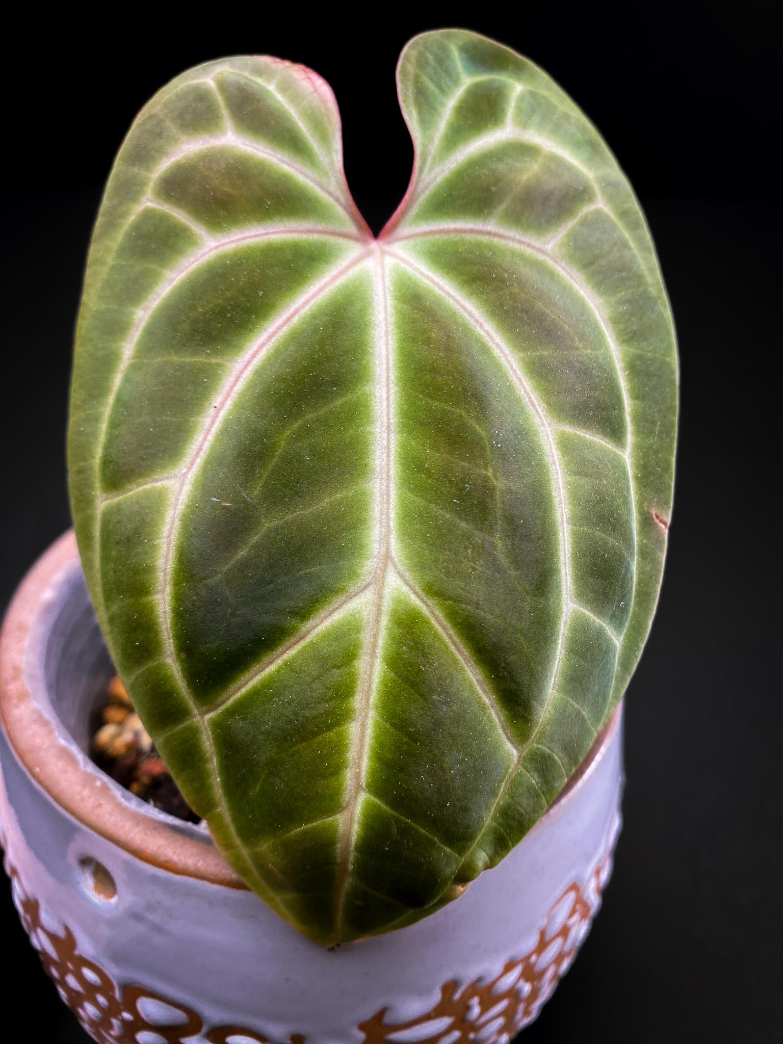 Anthurium Besseae aff x Red vein Dark pheonix (Red Spider) 1 Leaf 2 Nodes 1 Sprout Rooted