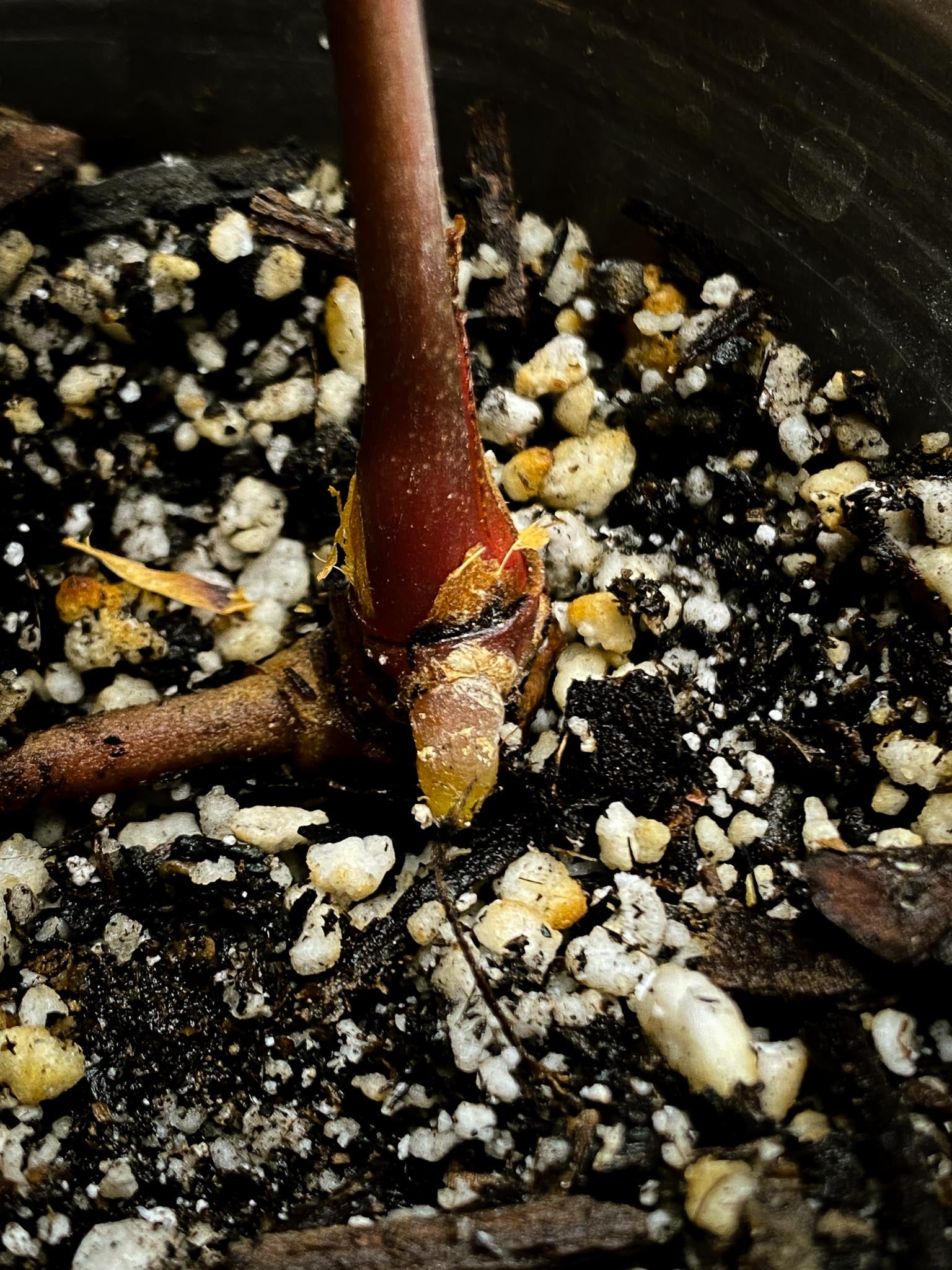 Anthurium Besseae aff x Red vein Dark pheonix (Red Spider) 1 Leaf 2 Nodes 1 Sprout Rooted