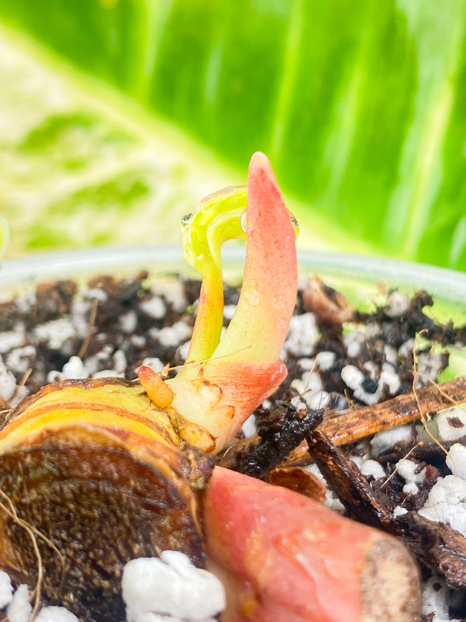 Philodendron Moonlight Variegated node with 2 baby leaves and shoots