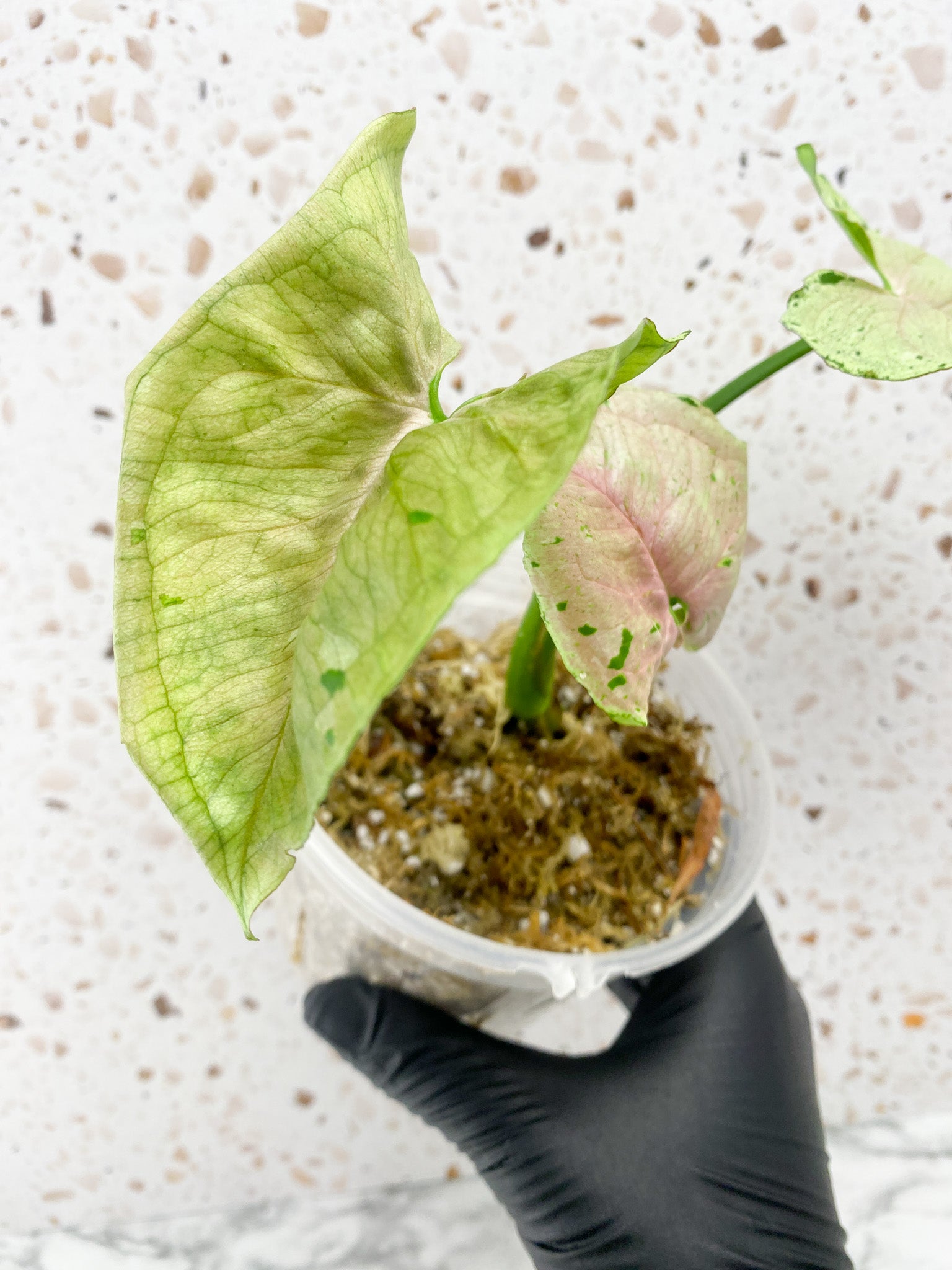 Syngonium Green Splash 3 leaves