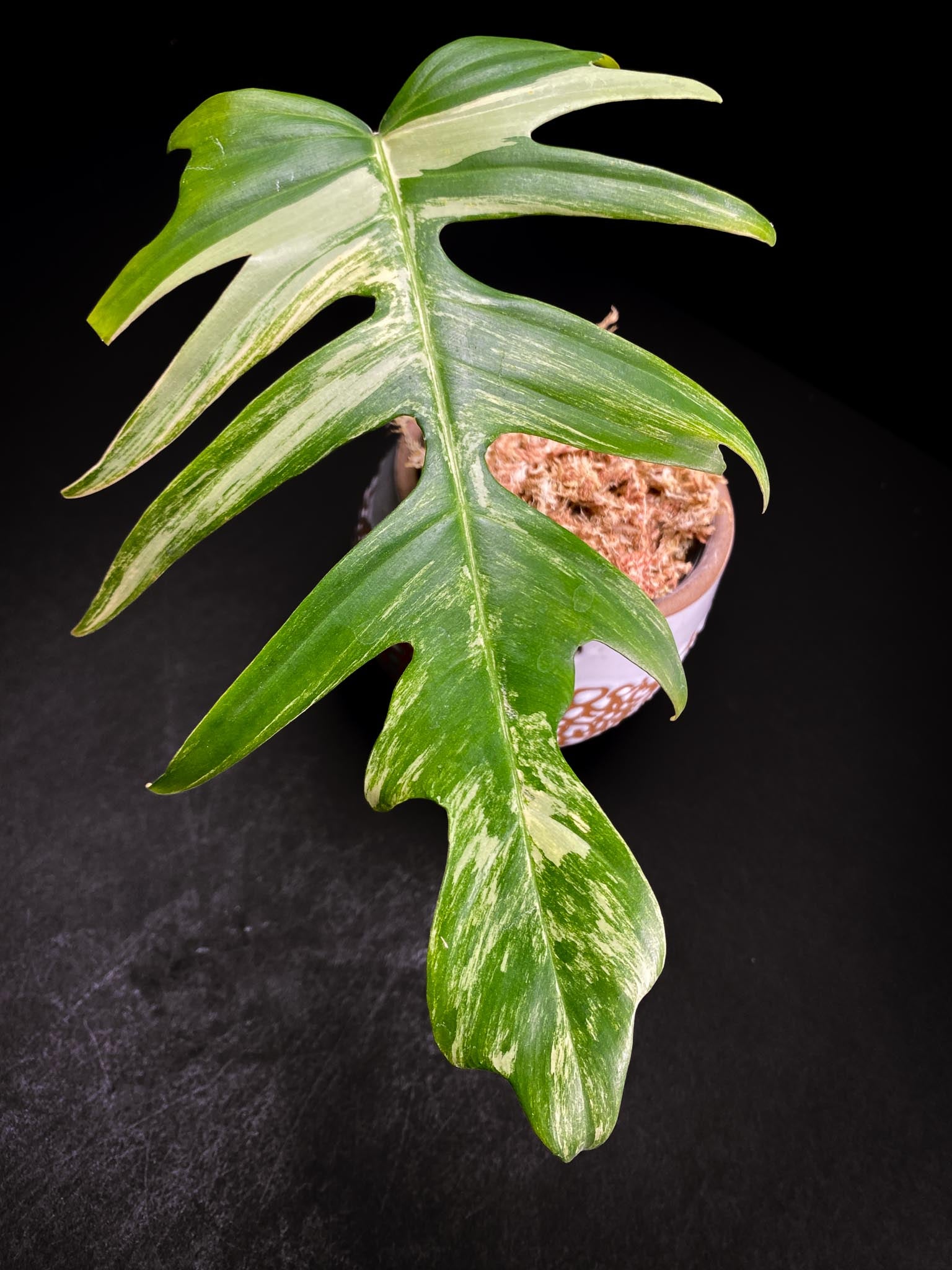 Philodendron Florida beauty x Tortum Variegated 1 Leaf 1 Node
