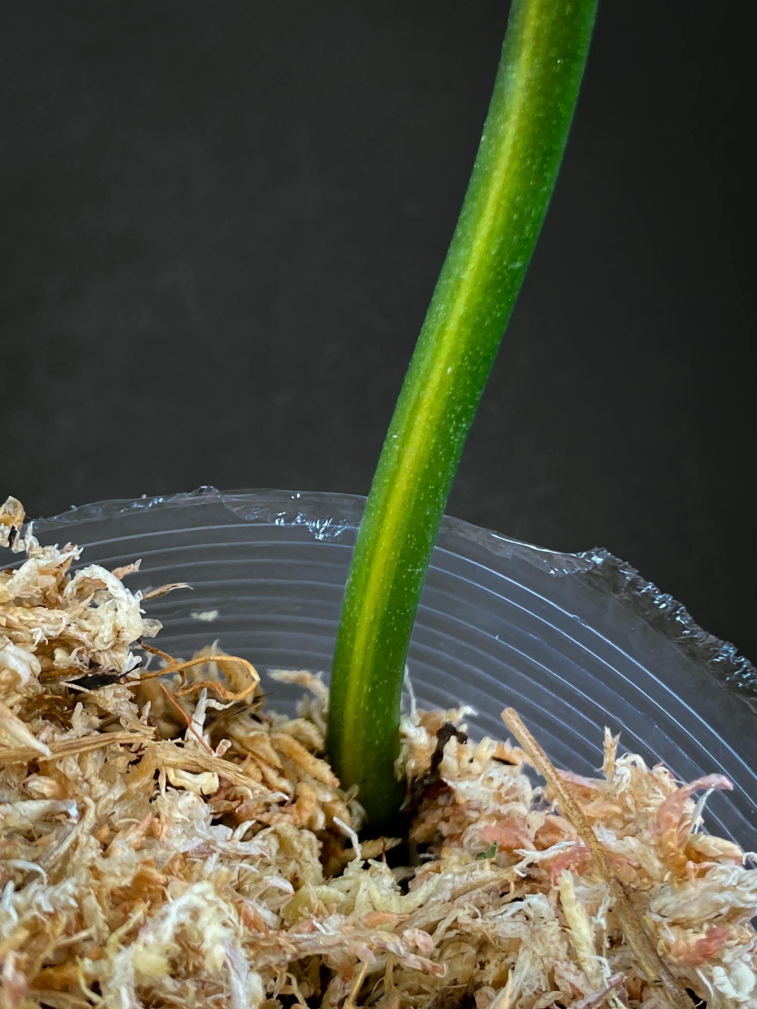 Philodendron Florida beauty x Tortum Variegated 1 Leaf 1 Node