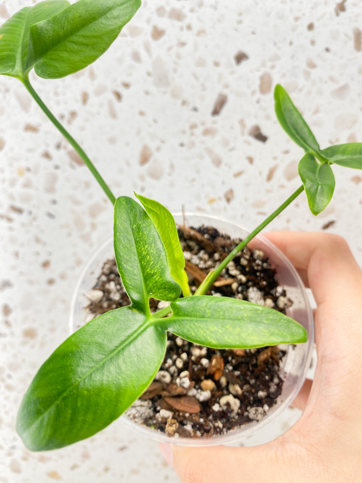 Philodendron Goeldii Mint (Thaumatophyllum Spruceanum) 3 leaves 1 unfurling top cutting