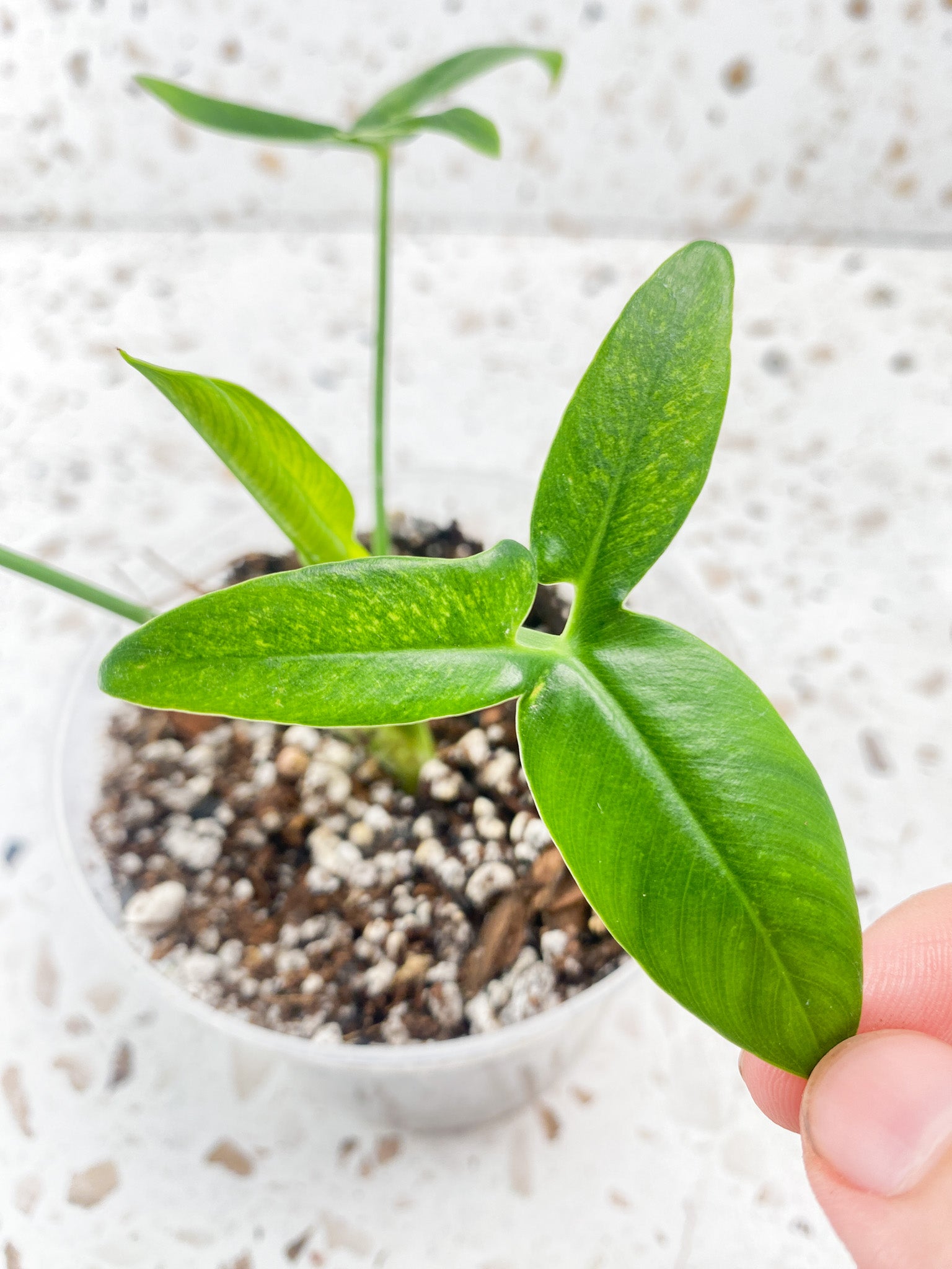 Philodendron Goeldii Mint (Thaumatophyllum Spruceanum) 3 leaves 1 unfurling top cutting
