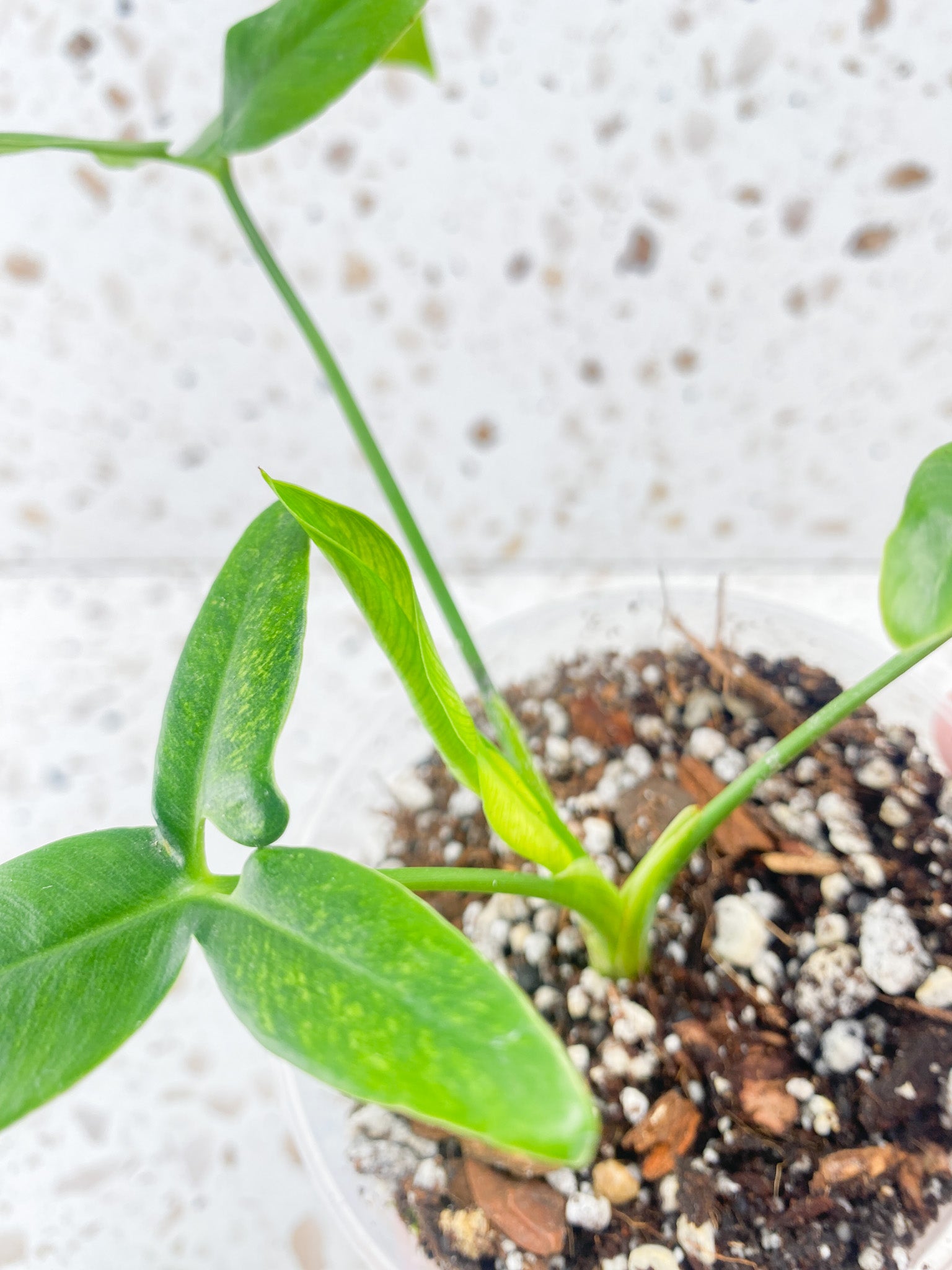 Philodendron Goeldii Mint (Thaumatophyllum Spruceanum) 3 leaves 1 unfurling top cutting