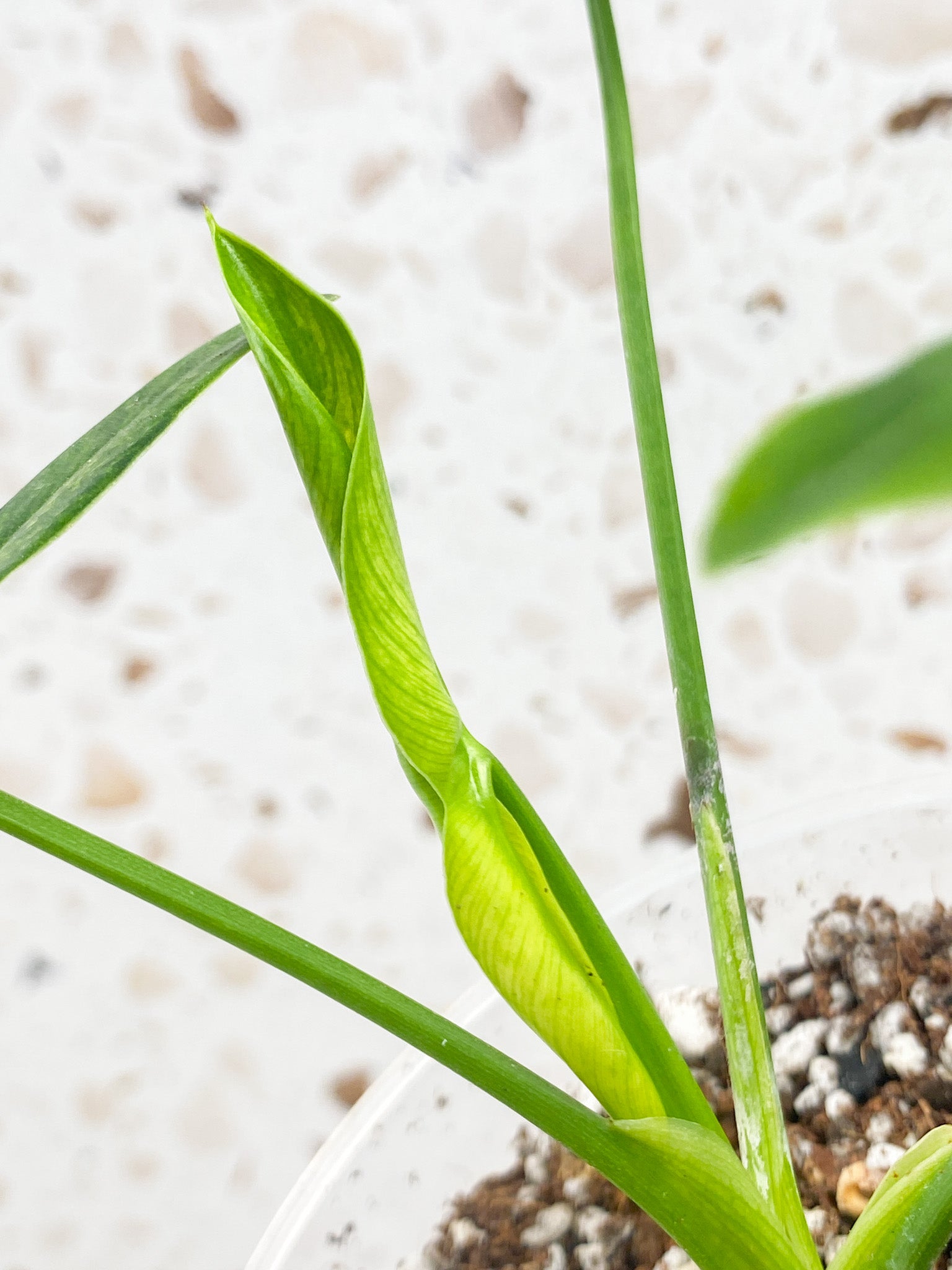 Philodendron Goeldii Mint (Thaumatophyllum Spruceanum) 3 leaves 1 unfurling top cutting