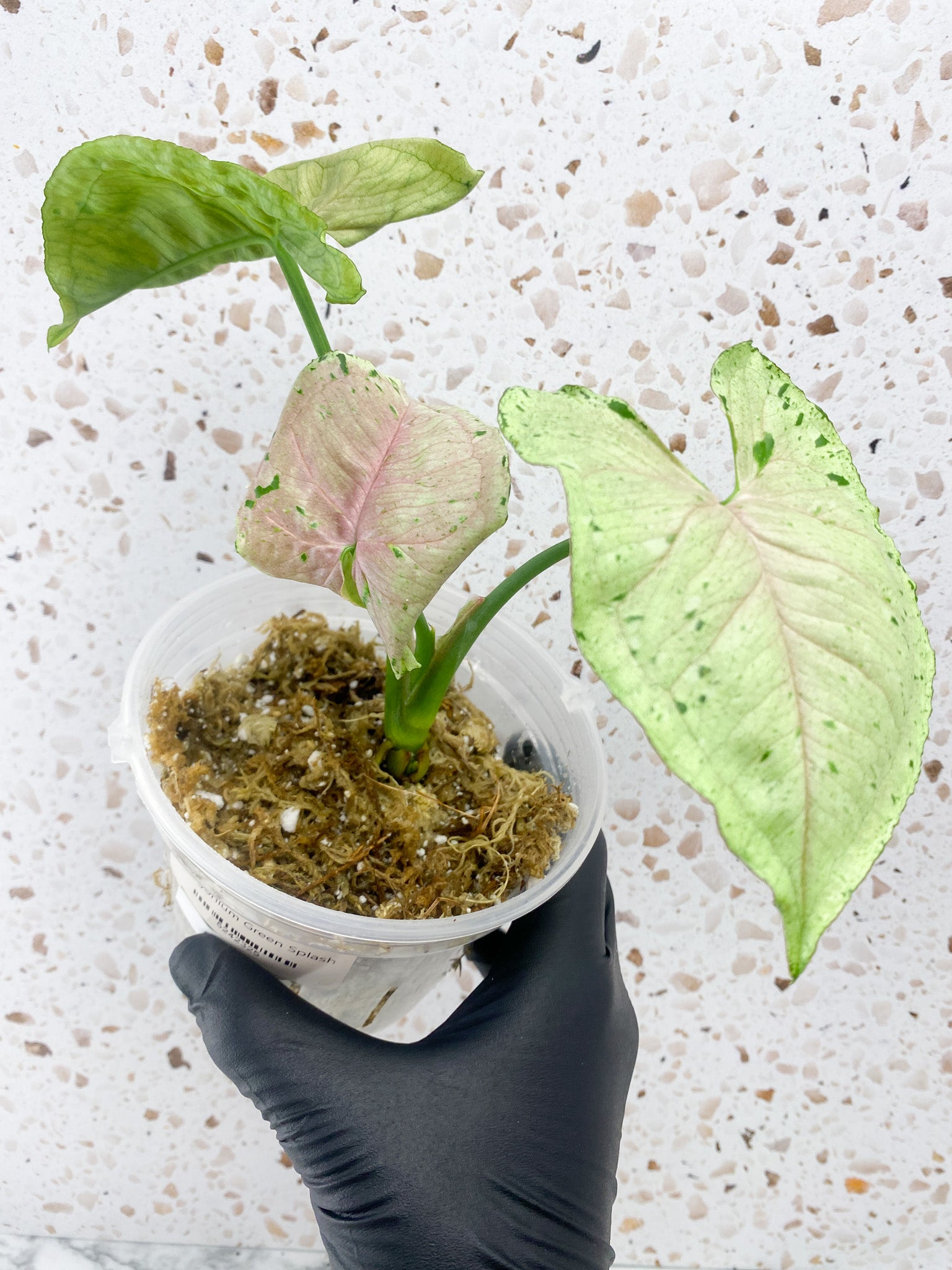 Syngonium Green Splash 3 leaves