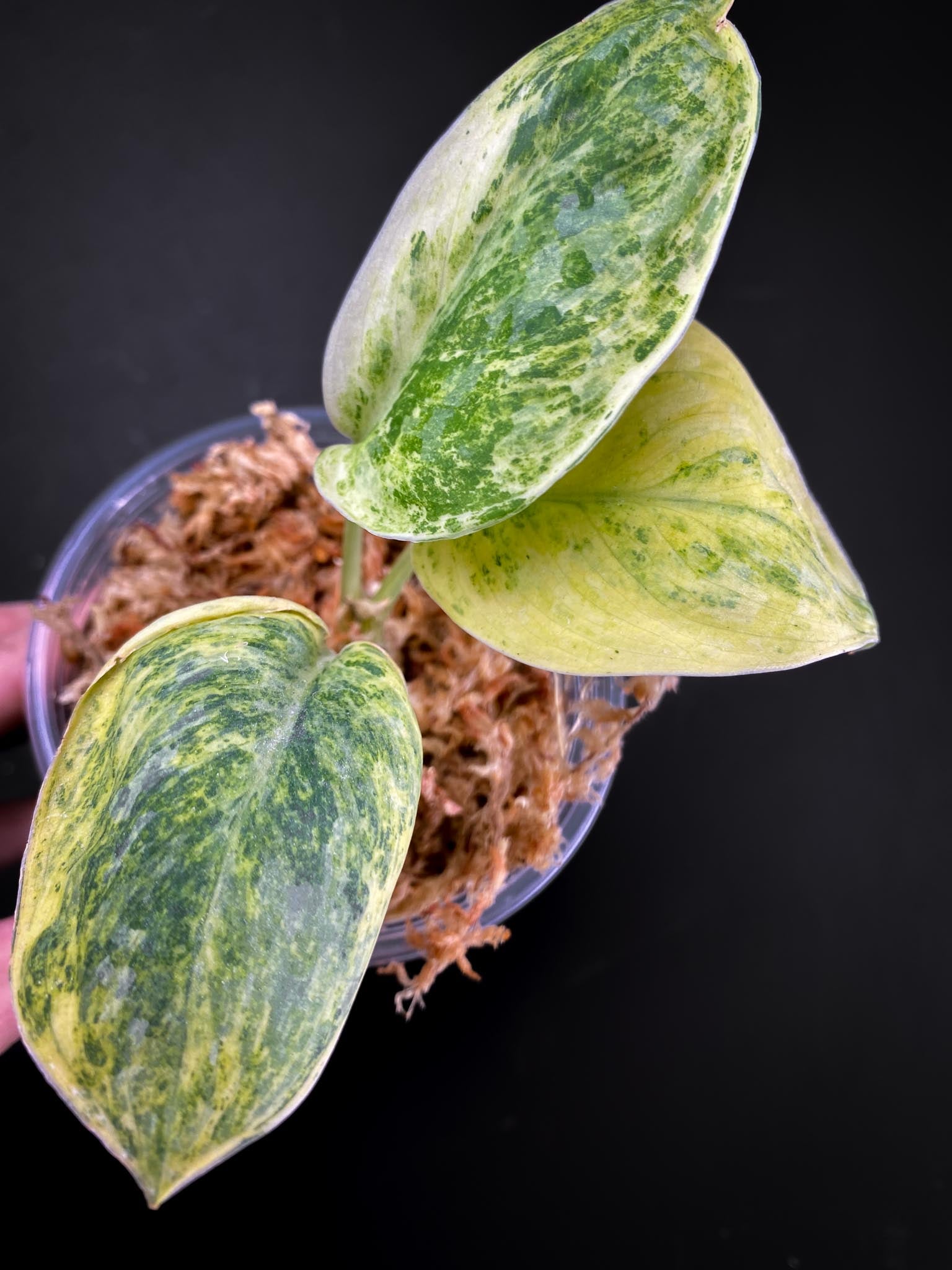 Scindapsus Tembaga Variegated 3 Leaves 4 Nodes Rooted Mother plant Showcase xP