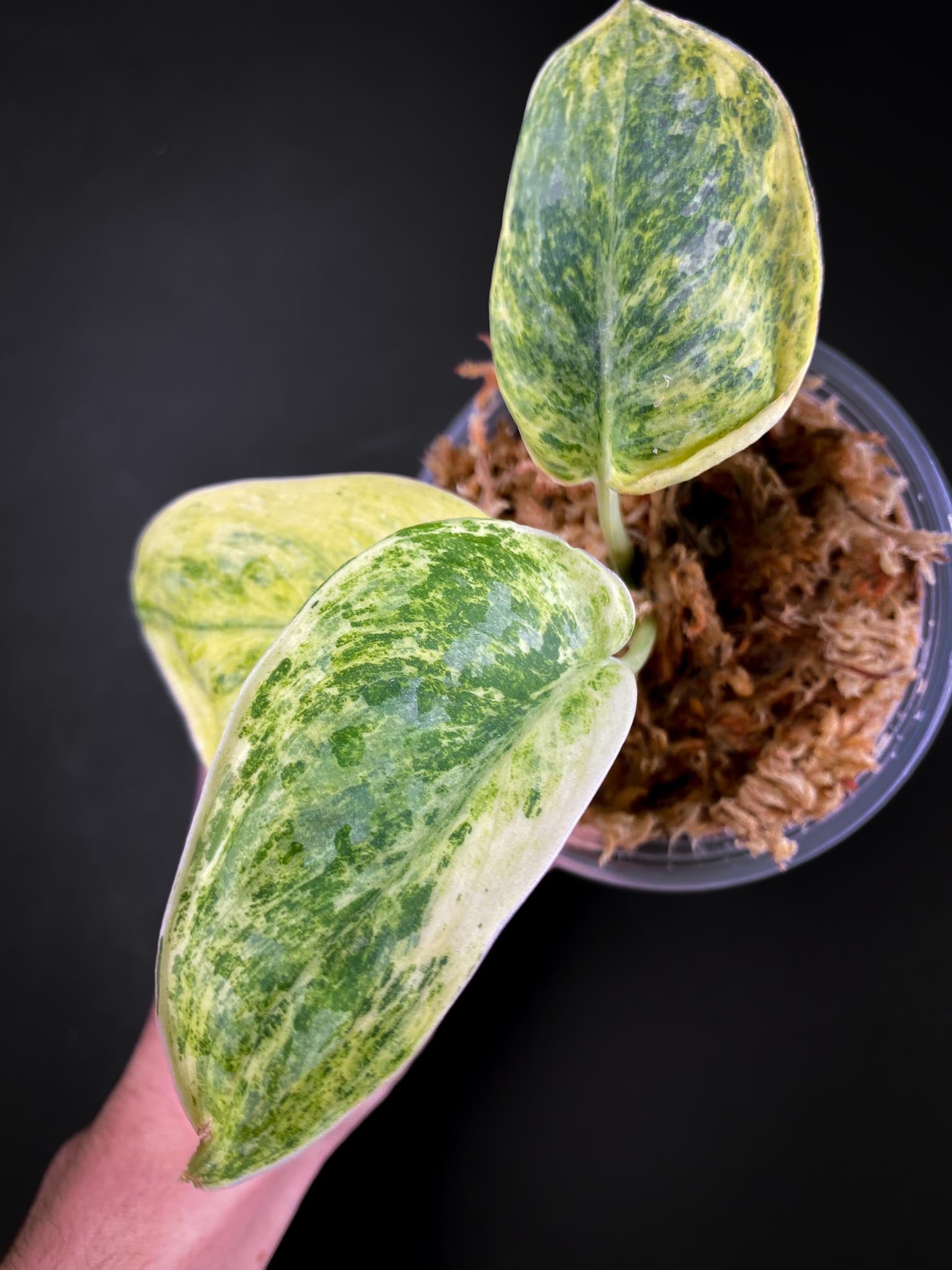 Scindapsus Tembaga Variegated 3 Leaves 4 Nodes Rooted Mother plant Showcase xP