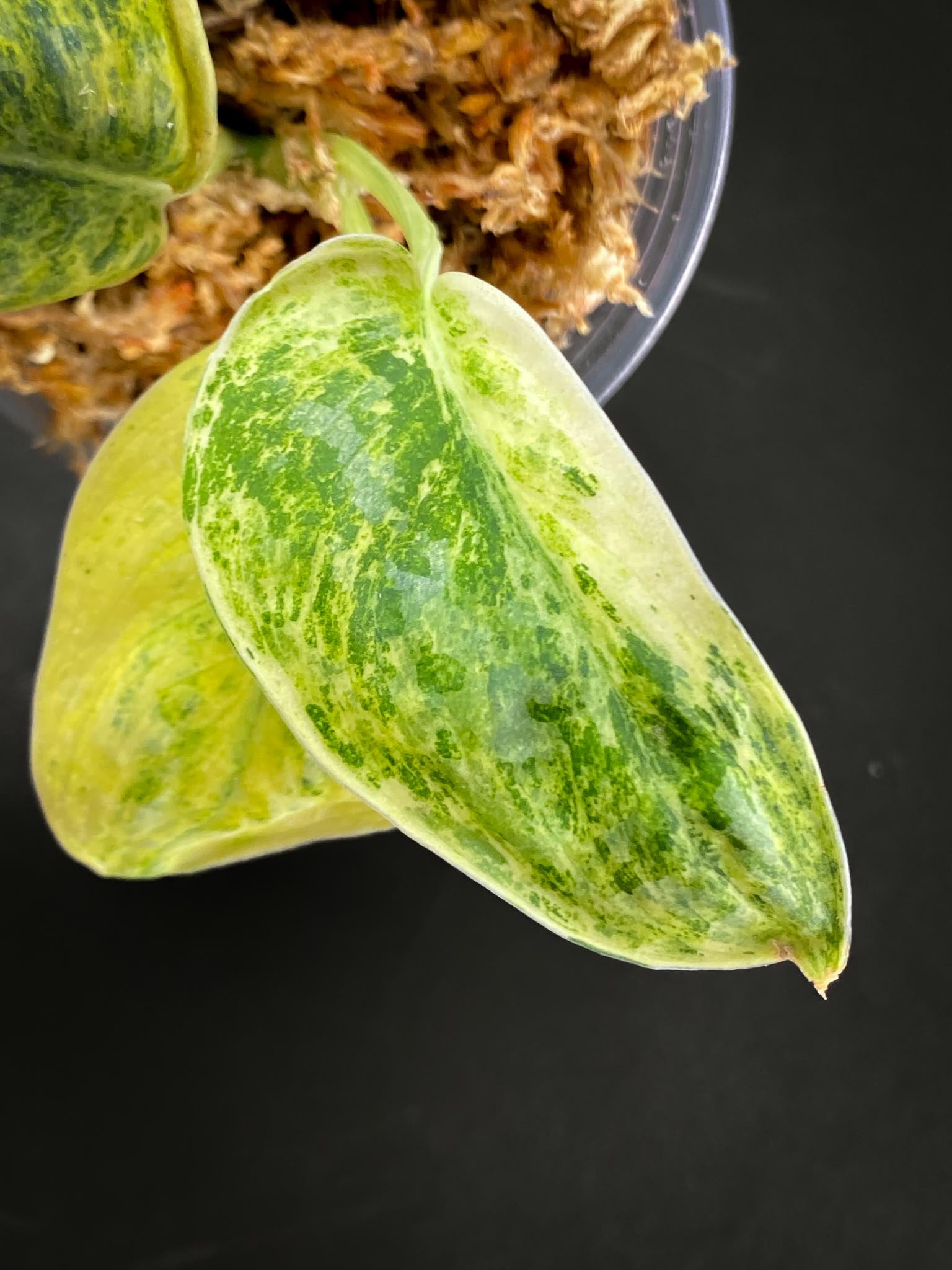 Scindapsus Tembaga Variegated 3 Leaves 4 Nodes Rooted Mother plant Showcase xP