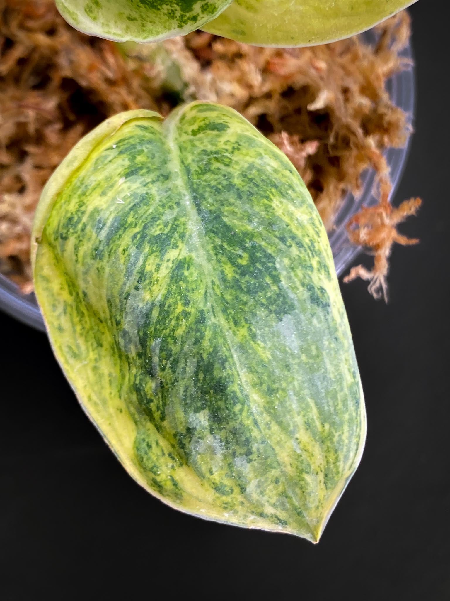 Scindapsus Tembaga Variegated 3 Leaves 4 Nodes Rooted Mother plant Showcase xP