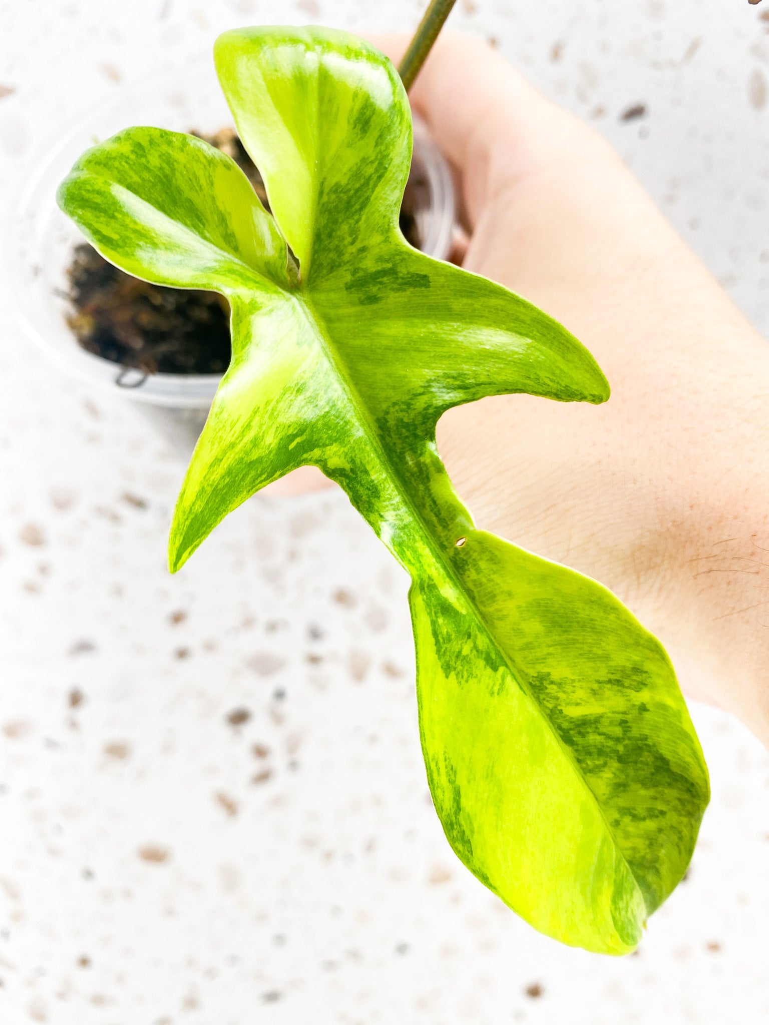 Philodendron Florida Beauty 2 leaf top cutting