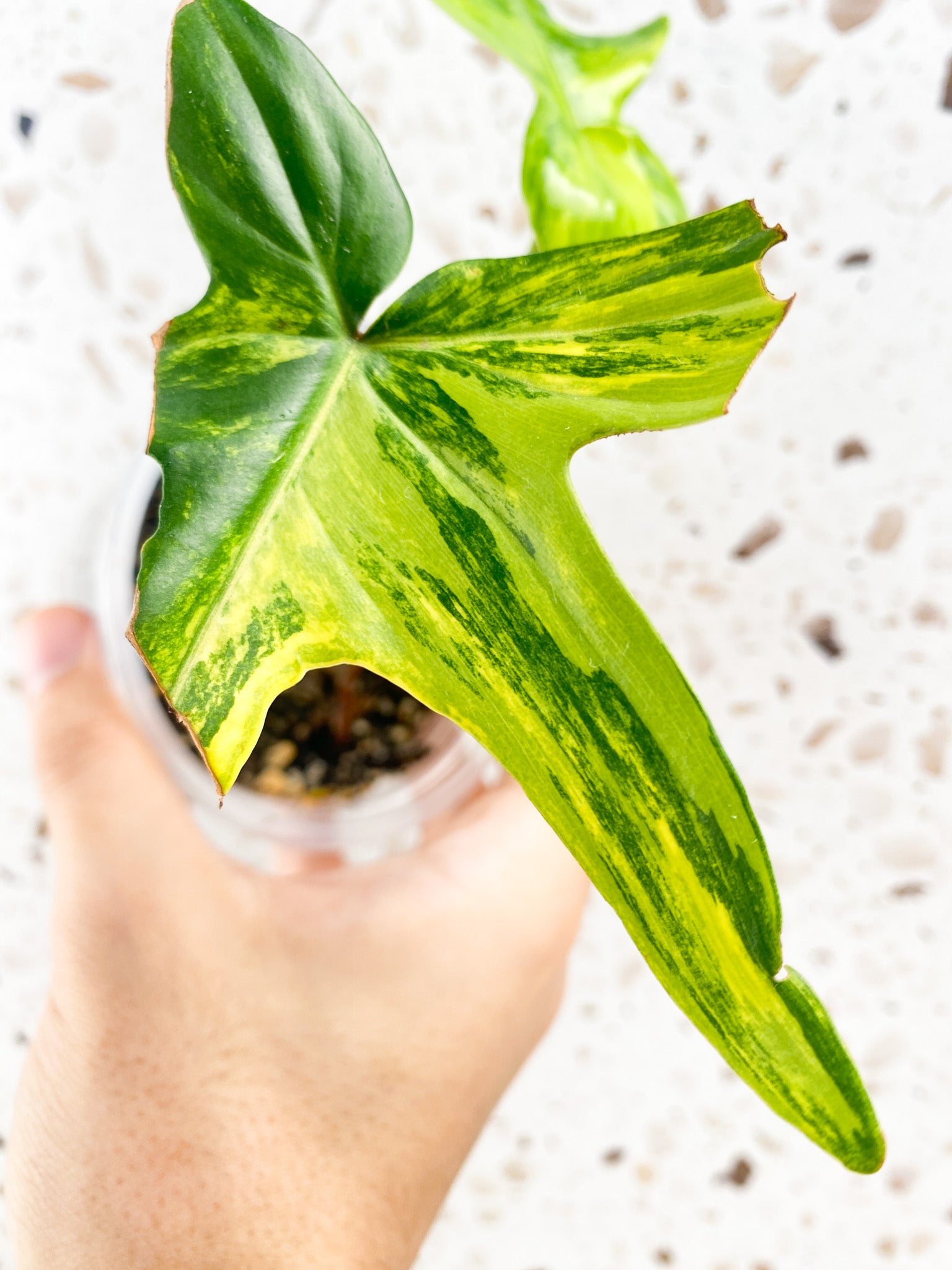 Philodendron Florida Beauty 2 leaf top cutting