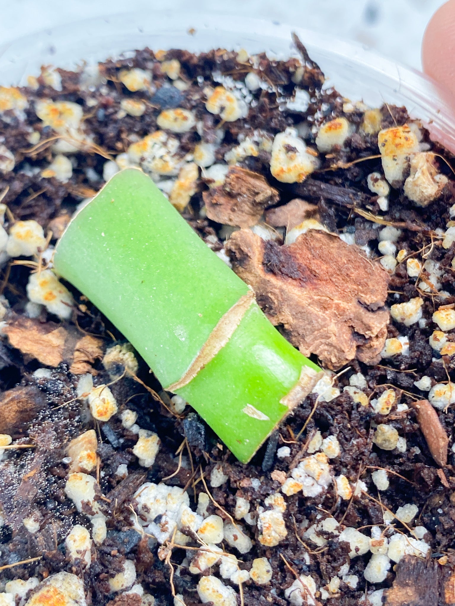Rhaphidophora sp. Flame node