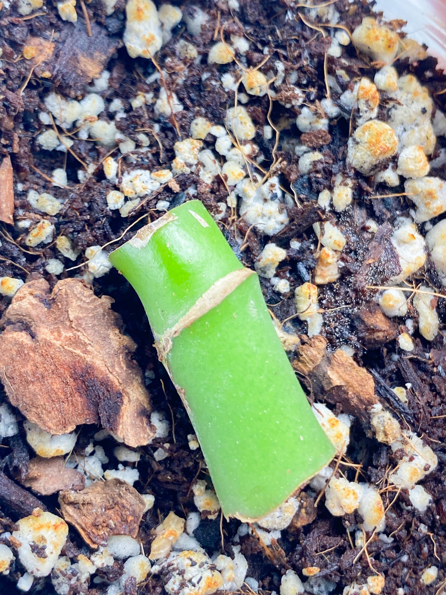 Rhaphidophora sp. Flame node