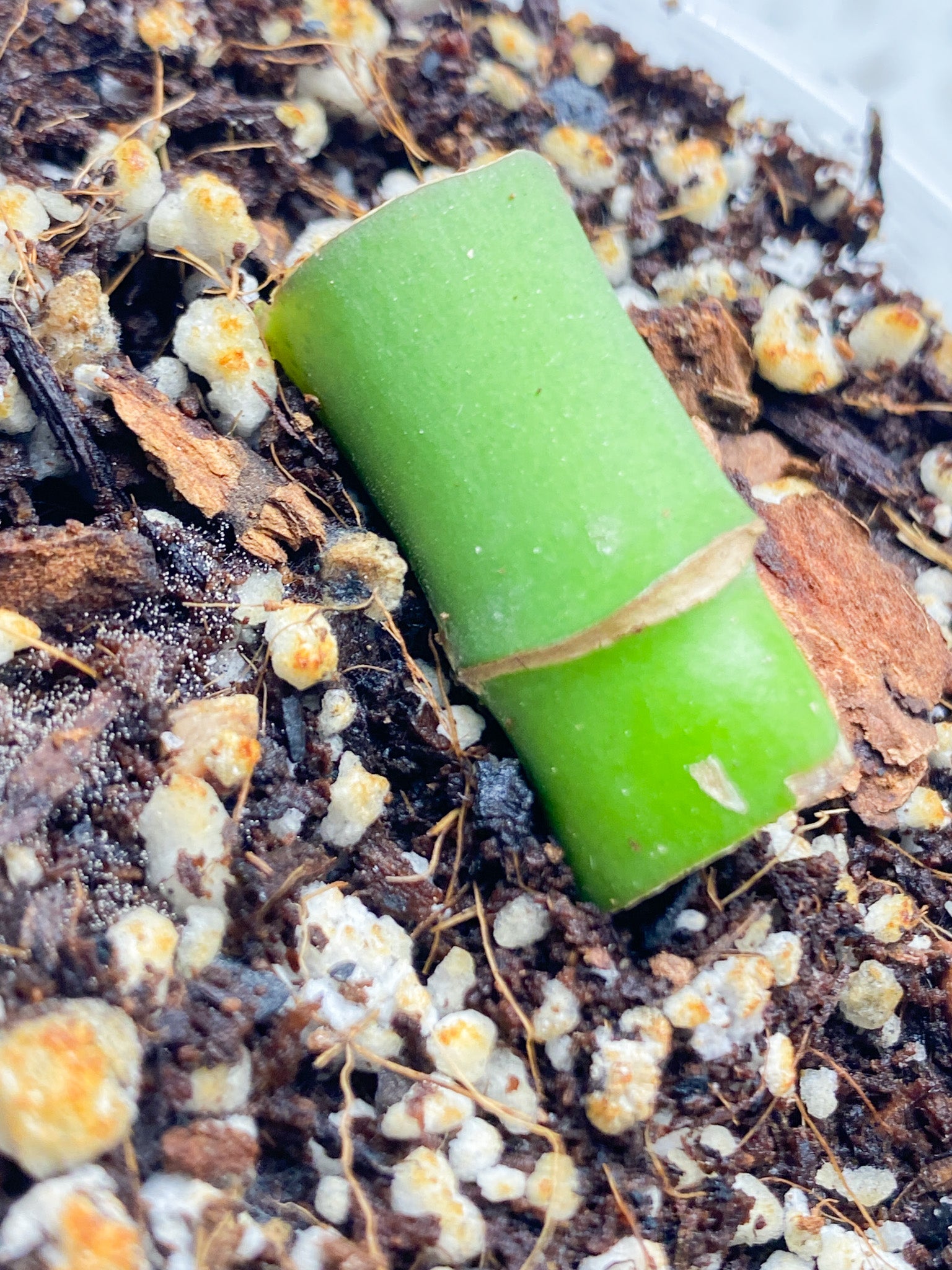 Rhaphidophora sp. Flame node