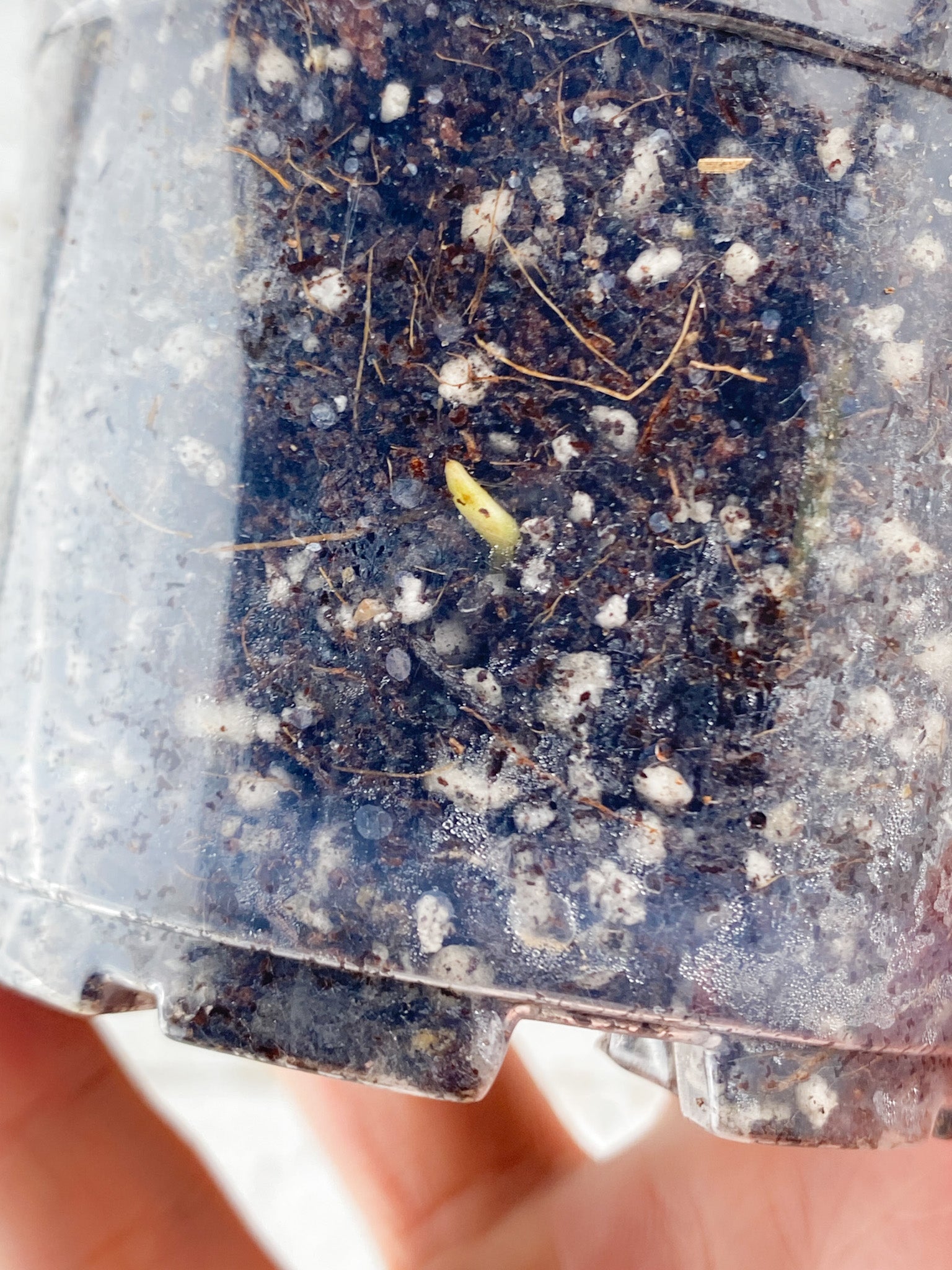 Rhaphidophora sp. Flame node