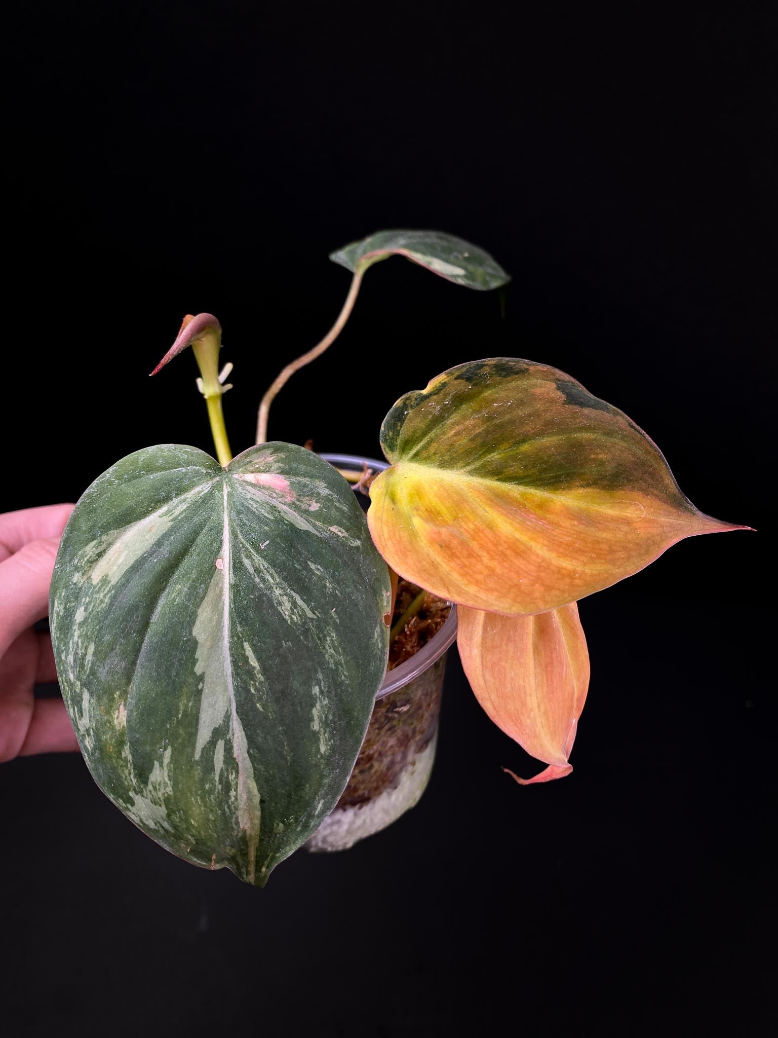 Philodendron Micans Variegated 4 Leaves Multiple Nodes 1 Sprout Highly Variegated Rooted