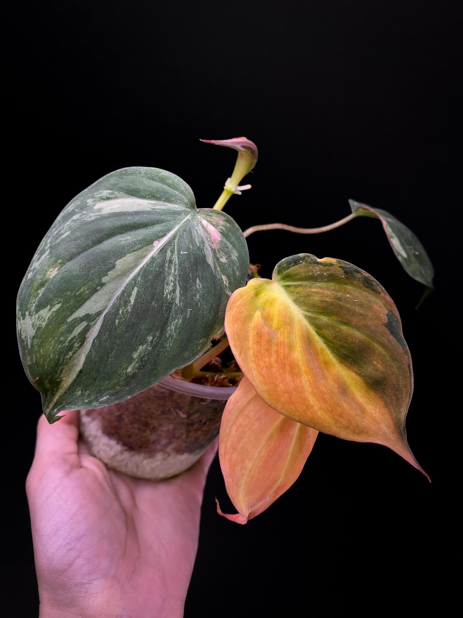 Philodendron Micans Variegated 4 Leaves Multiple Nodes 1 Sprout Highly Variegated Rooted