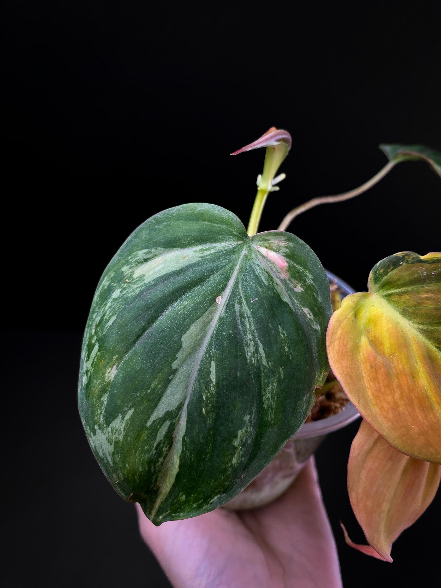 Philodendron Micans Variegated 4 Leaves Multiple Nodes 1 Sprout Highly Variegated Rooted