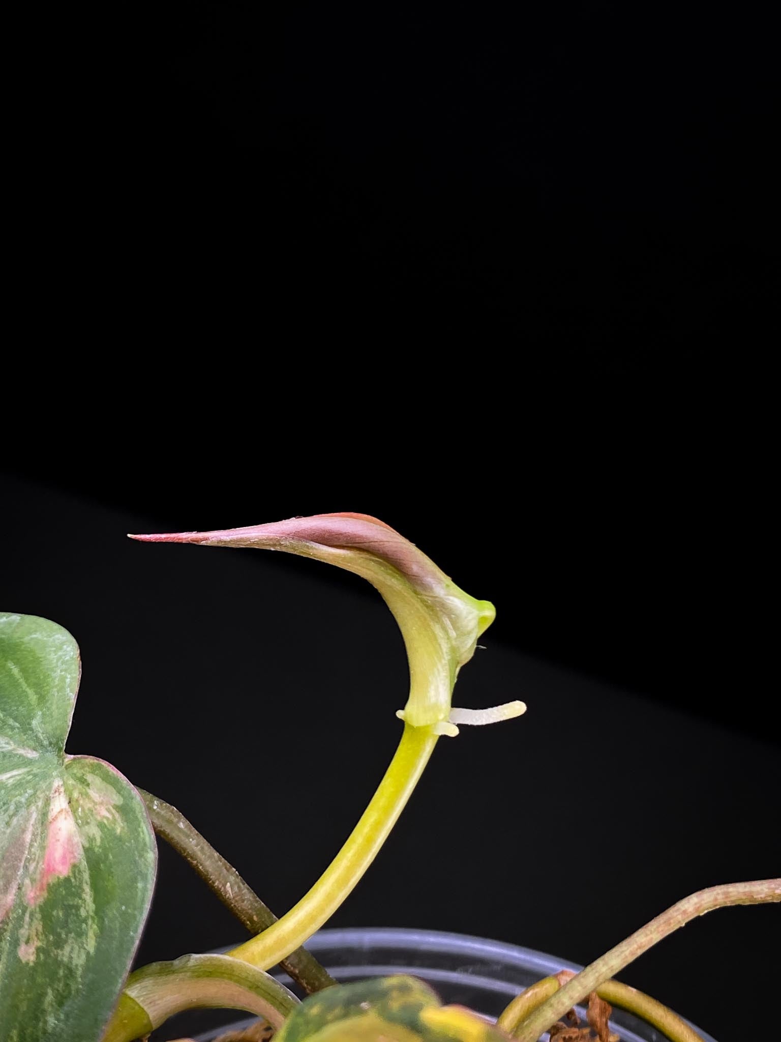 Philodendron Micans Variegated 4 Leaves Multiple Nodes 1 Sprout Highly Variegated Rooted