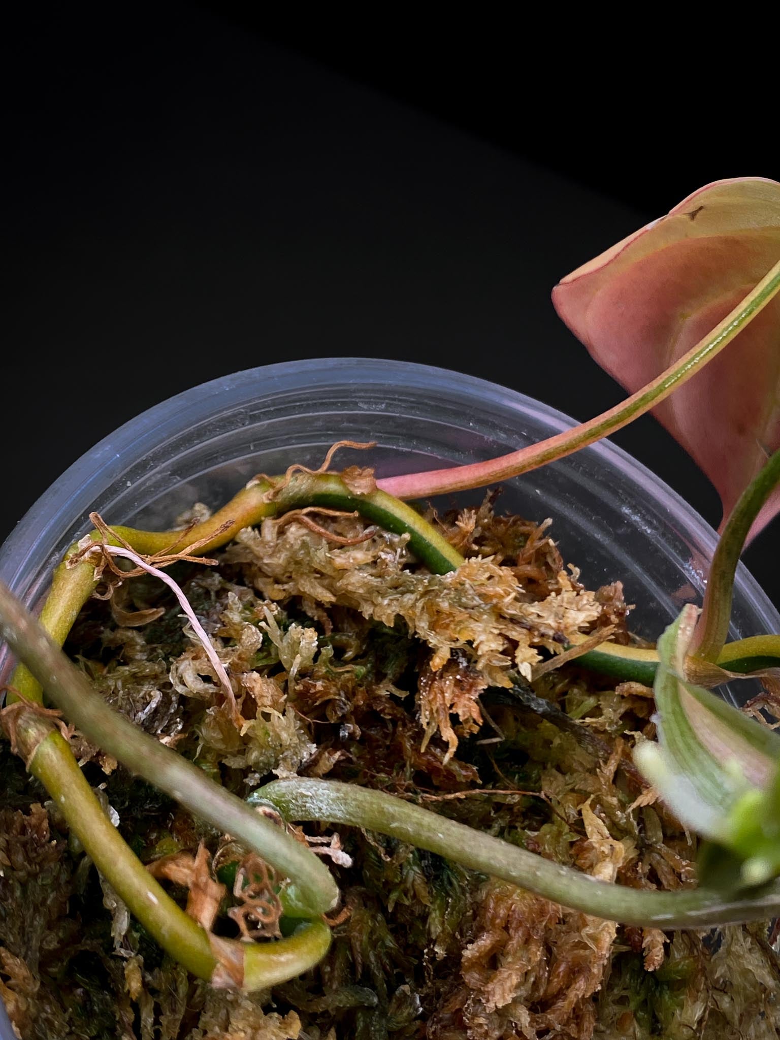 Philodendron Micans Variegated 4 Leaves Multiple Nodes 1 Sprout Highly Variegated Rooted